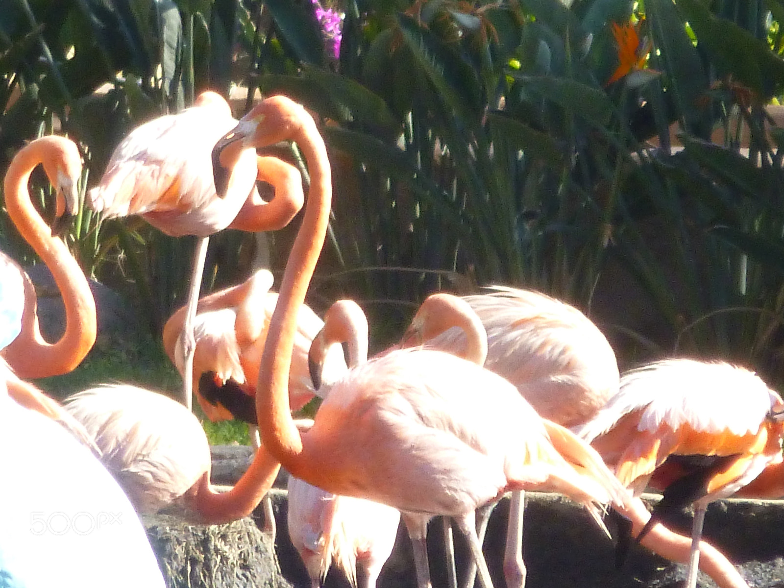 Panasonic DMC-SZ1 sample photo. Flamencos photography