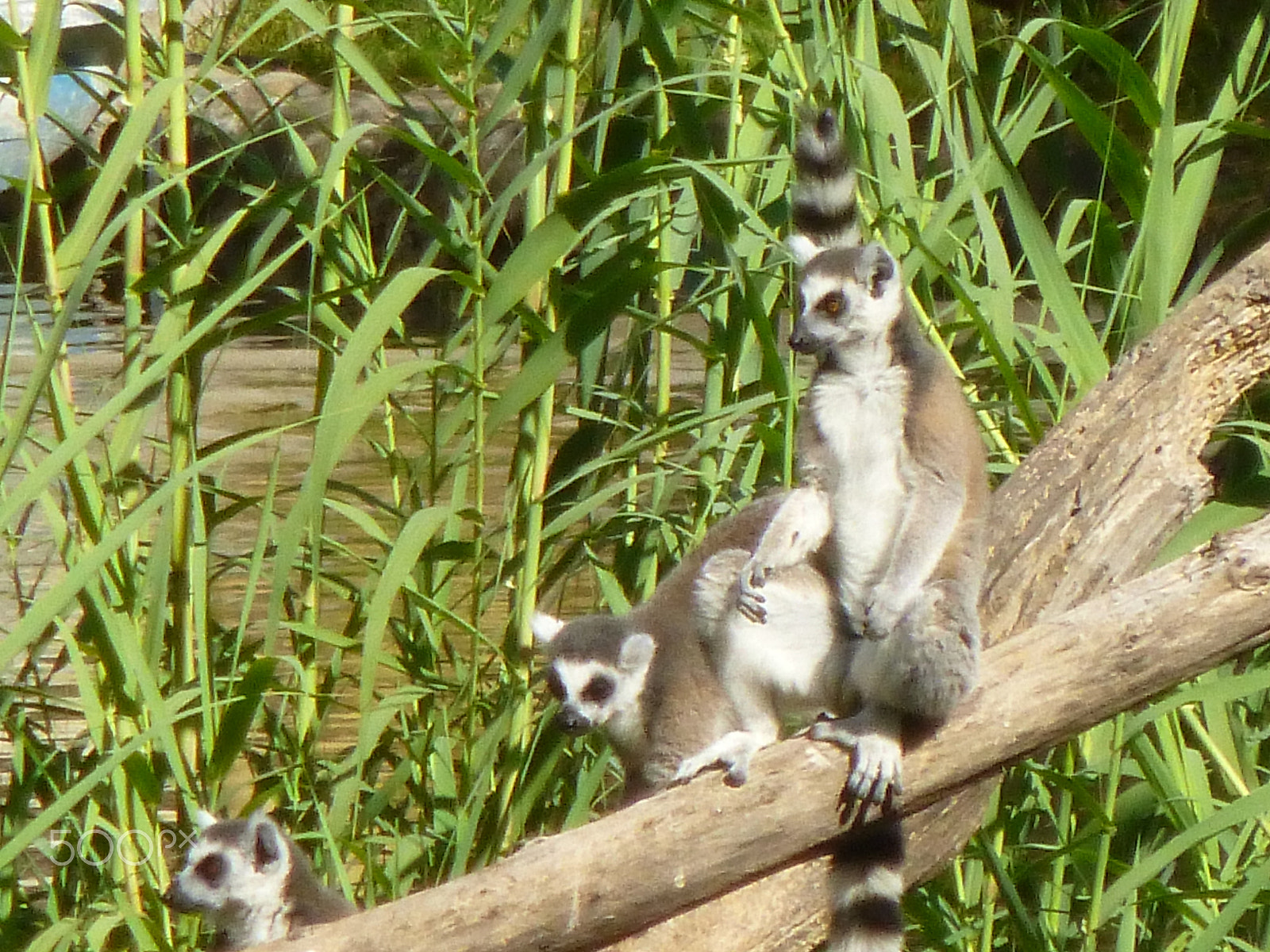 Panasonic DMC-SZ1 sample photo. Lemures photography