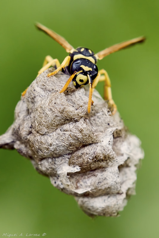 Sony ILCA-77M2 sample photo. Polistes dominula photography