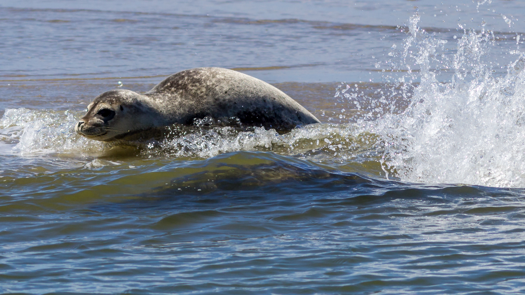 Canon EOS 600D (Rebel EOS T3i / EOS Kiss X5) + Canon EF 300mm F4L IS USM sample photo. Wadden seal photography