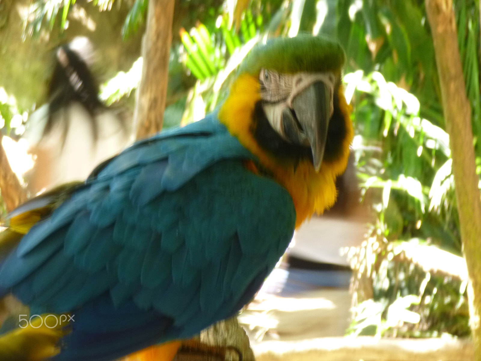 Panasonic DMC-SZ1 sample photo. Guacamaya azul photography