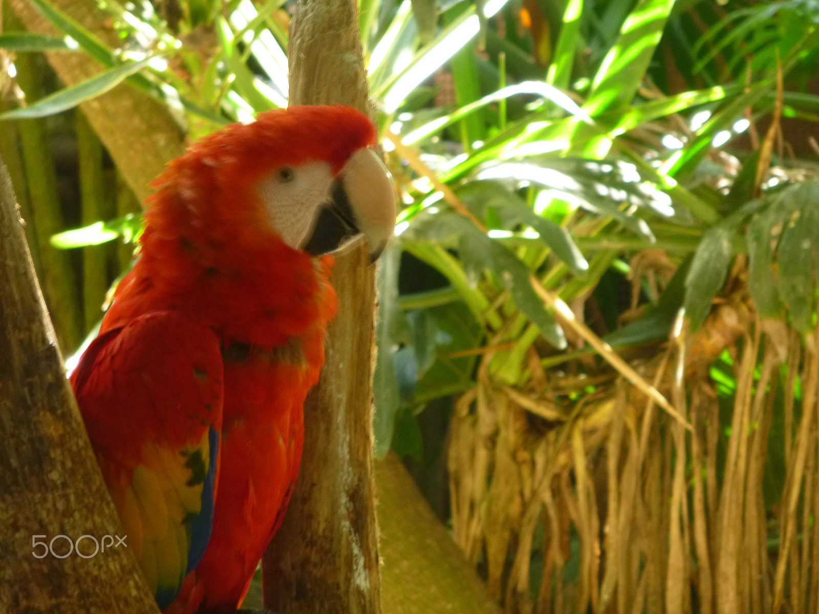 Panasonic DMC-SZ1 sample photo. Guacamaya roja photography