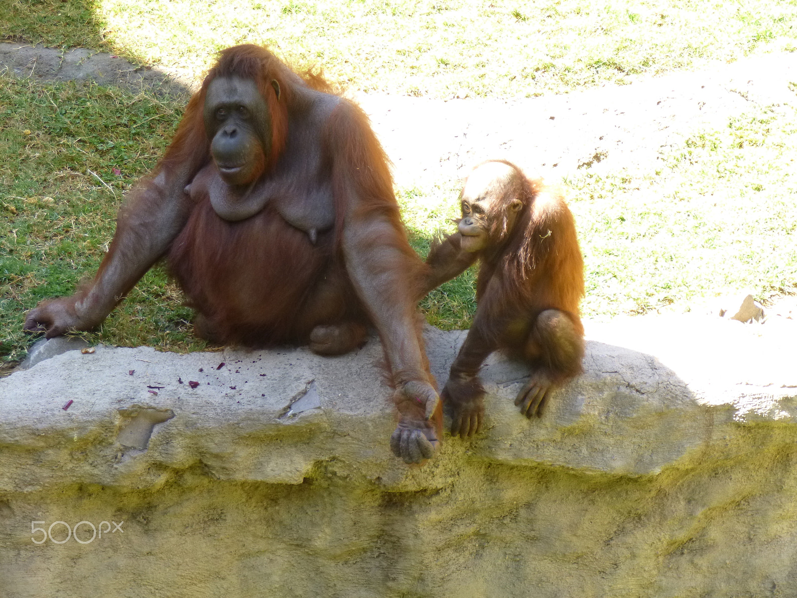Panasonic DMC-SZ1 sample photo. Orangutanes photography