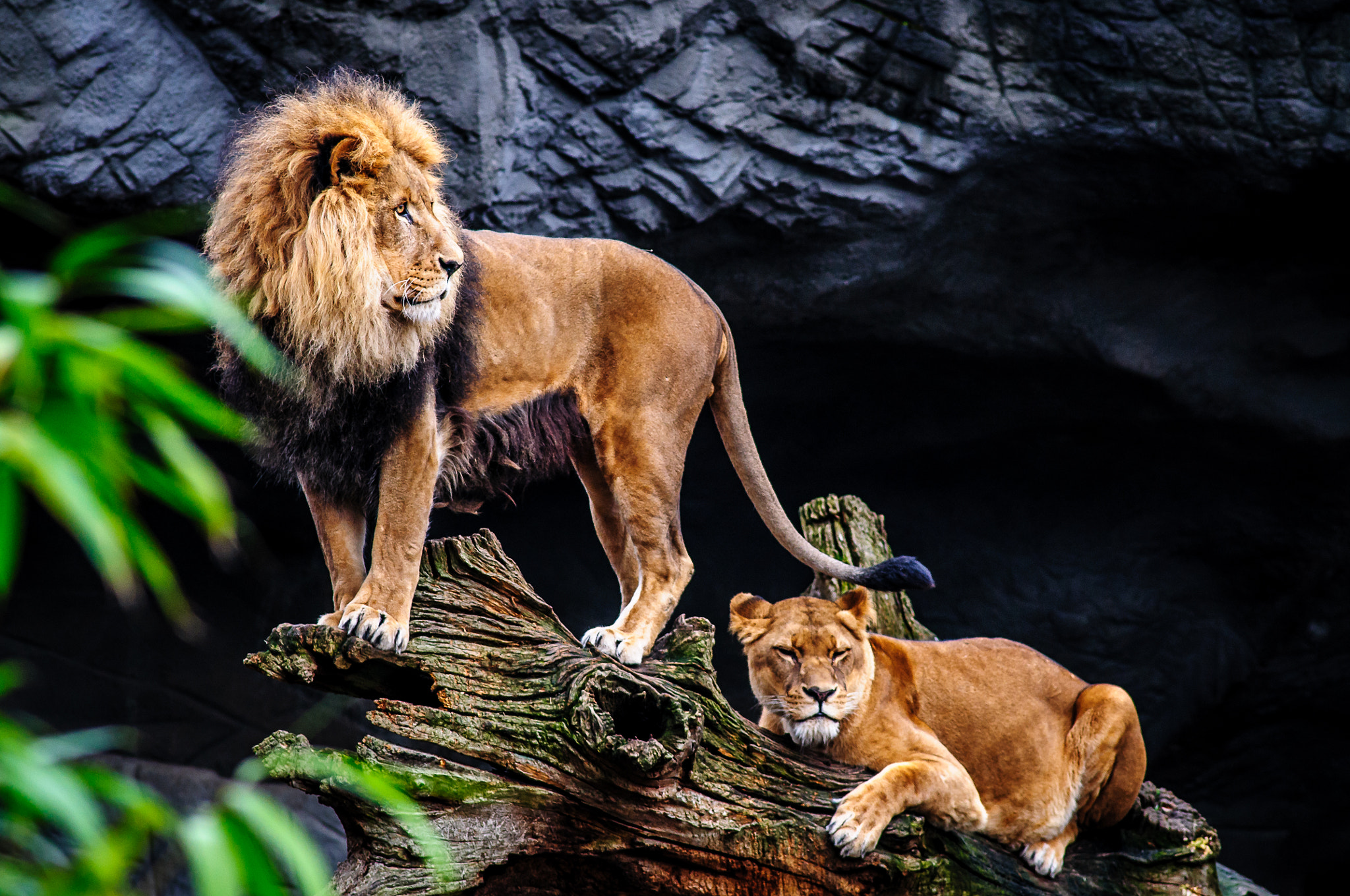 Nikon D300 + Nikon AF Nikkor 180mm F2.8D ED-IF sample photo. Lions photography