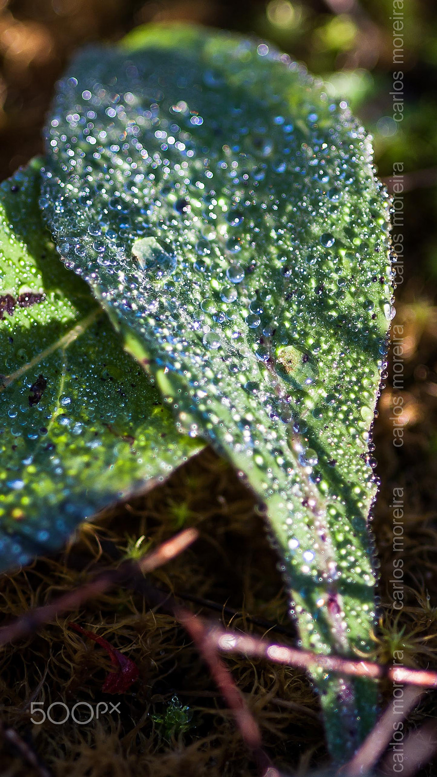 Canon EOS 40D + Sigma 105mm F2.8 EX DG Macro sample photo. Dew photography