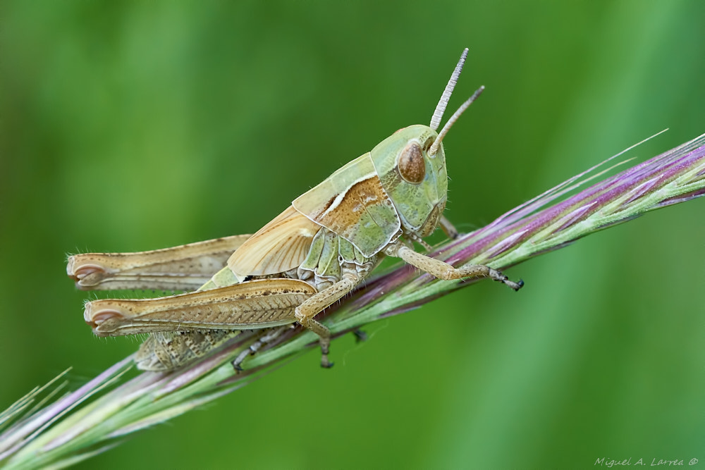 Sony ILCA-77M2 sample photo. Grasshopper photography