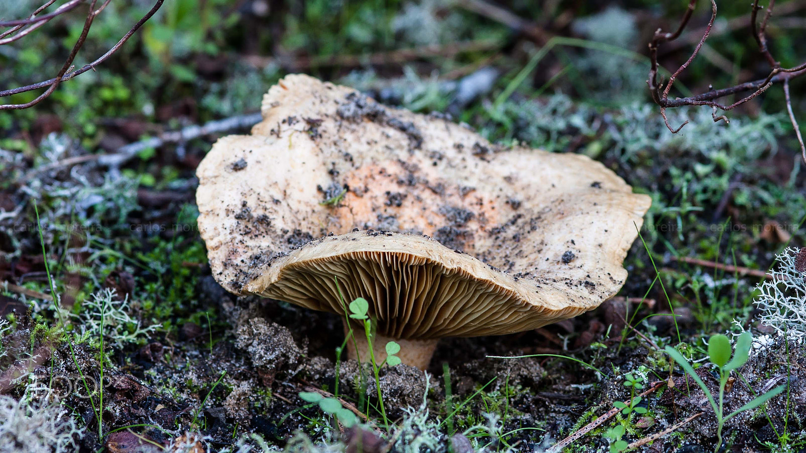 Canon EOS 40D + Sigma 105mm F2.8 EX DG Macro sample photo. Mushroom photography