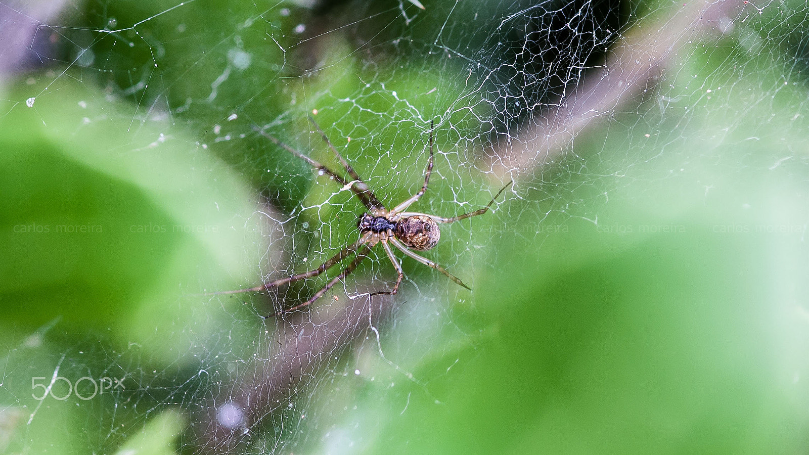 Canon EOS 40D + Sigma 105mm F2.8 EX DG Macro sample photo. Spider photography