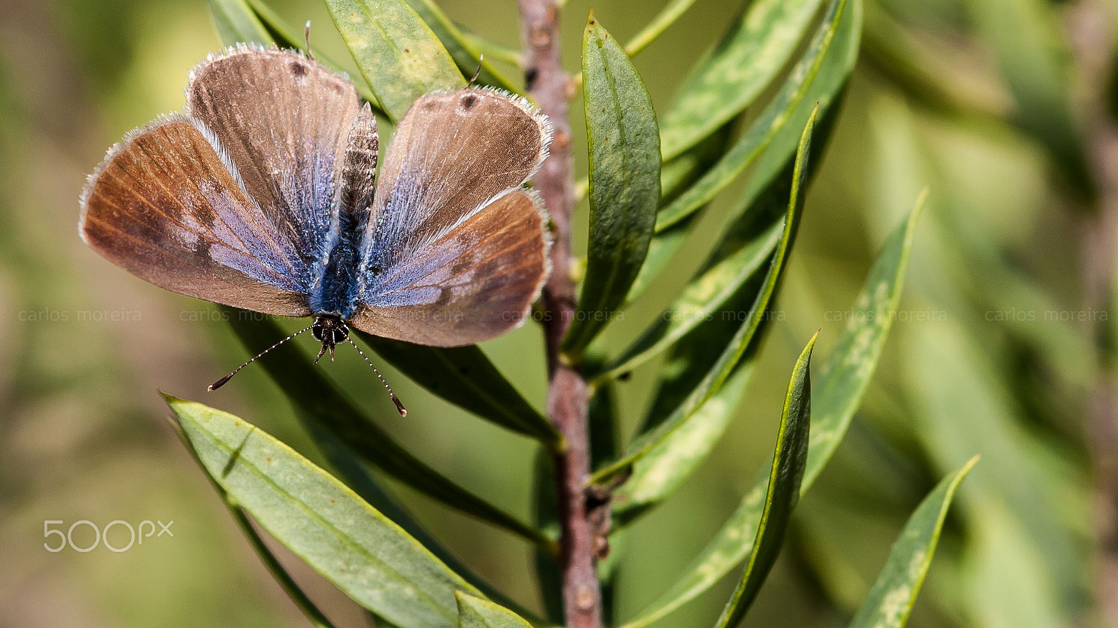 Canon EOS 40D + Sigma 105mm F2.8 EX DG Macro sample photo. Butterfly photography