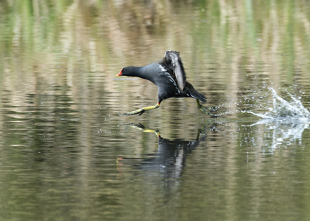 Nikon AF-S Nikkor 600mm F4D ED-IF II sample photo. Moorhen photography