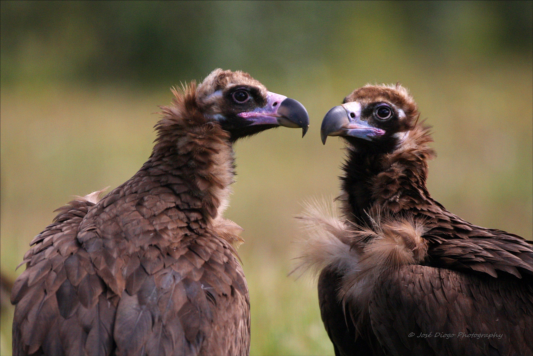Canon EF 500mm F4L IS USM sample photo. (aegypius monachus) photography