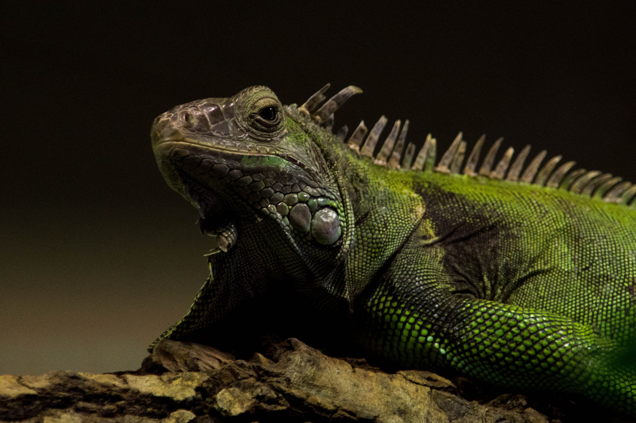 Nikon D7200 + Sigma 18-200mm F3.5-6.3 DC sample photo. Green iguana photography