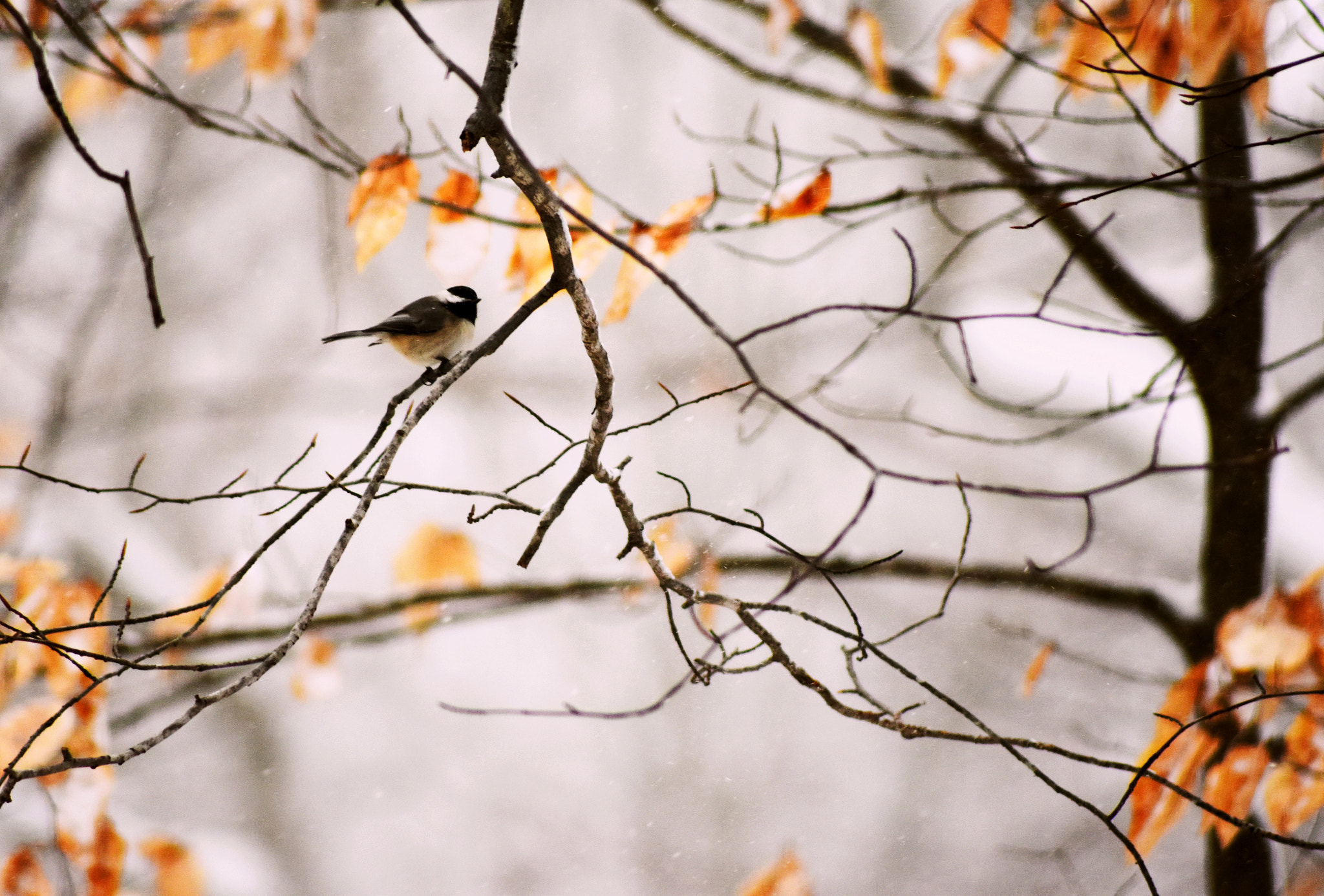 Sigma 70-300mm F4-5.6 APO DG Macro sample photo. Perched in a storm photography
