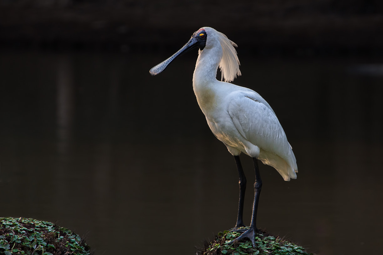Canon EF 100-400mm F4.5-5.6L IS USM sample photo. Royal spoonbill photography