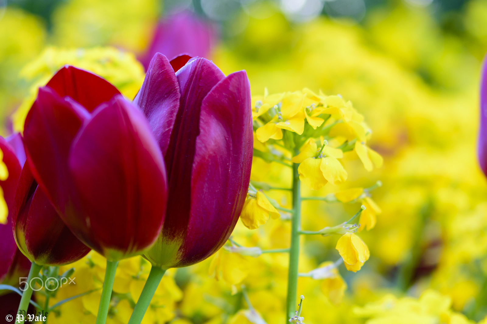 Nikon AF-S Micro-Nikkor 60mm F2.8G ED sample photo. Fleurs photography