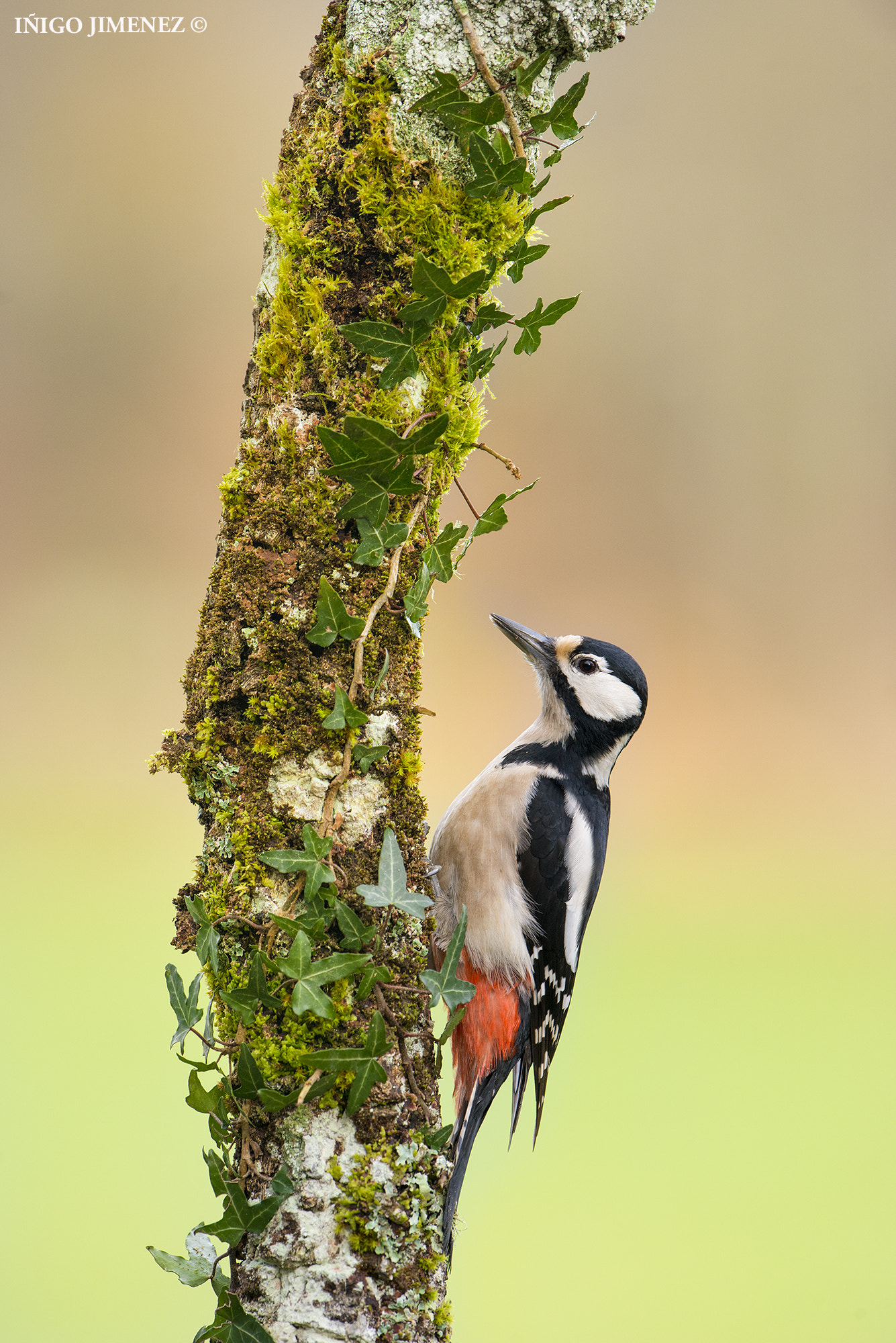 Nikon D800 + Nikon AF-S Nikkor 500mm F4G ED VR sample photo. Great spotted woodpecker photography