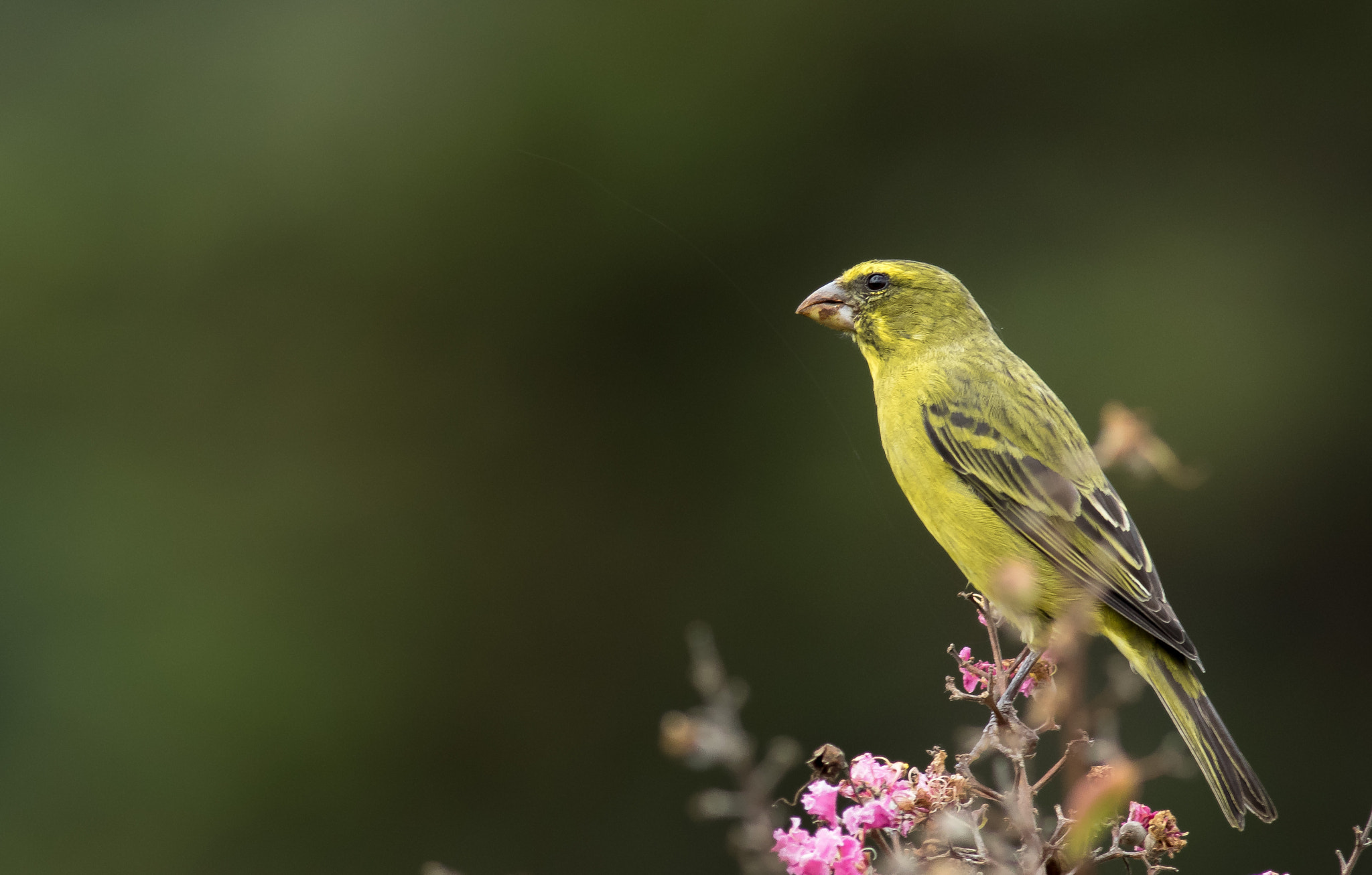 Canon EOS 7D Mark II + Canon EF 400mm F5.6L USM sample photo. Brimstone canary photography