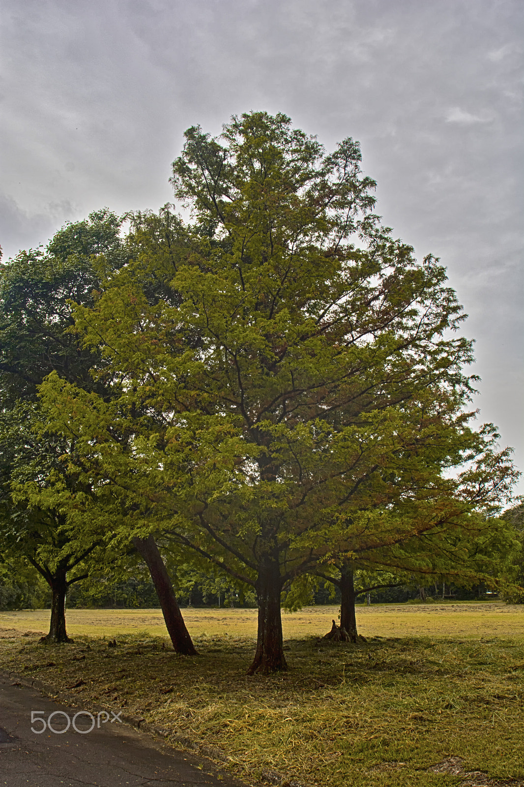 Sigma 18-35mm F3.5-4.5 Aspherical sample photo. Tree/Árvore/arbol photography