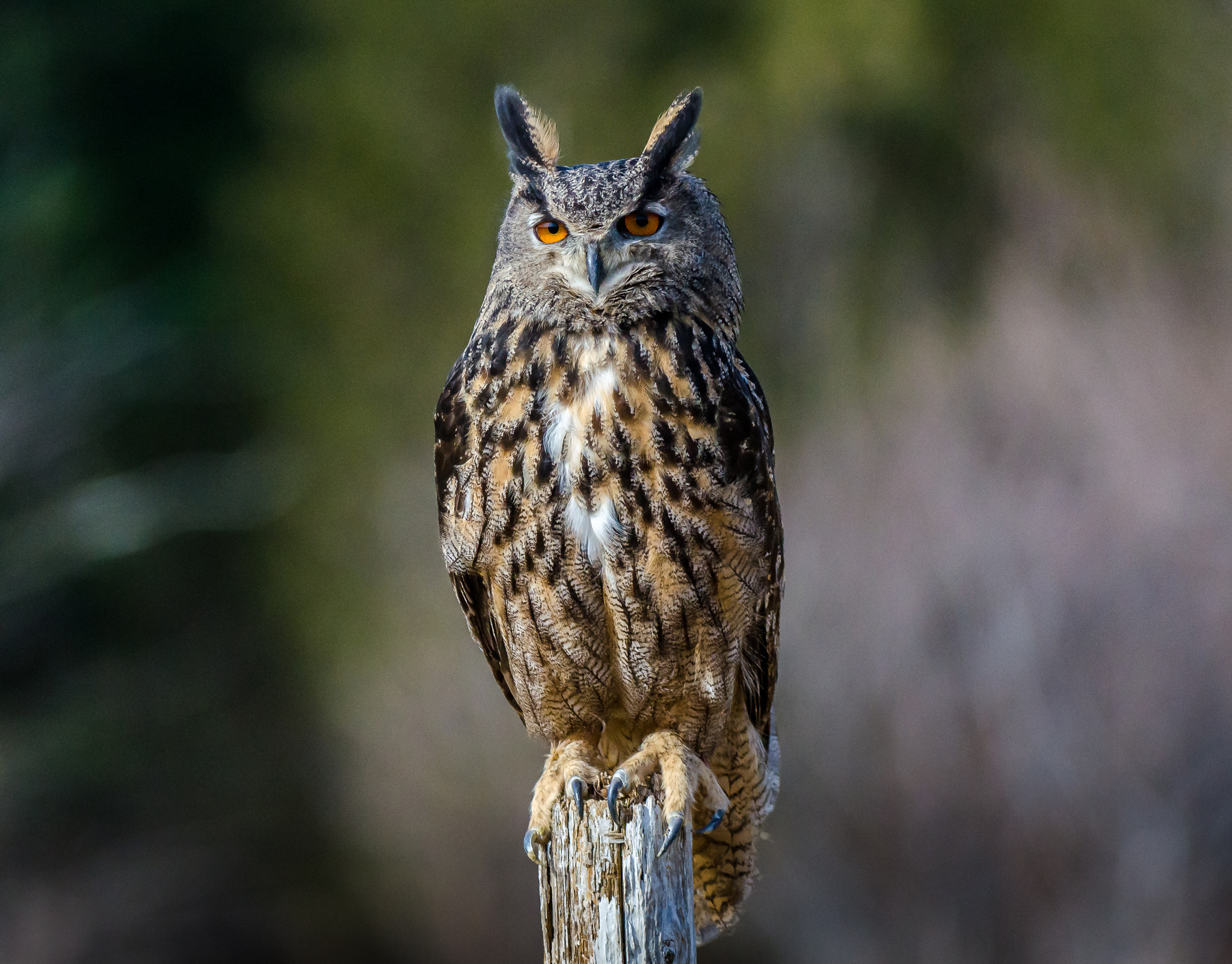 Nikon AF-S Nikkor 200-400mm F4G ED-IF VR sample photo. Great horned owl i (captive) photography