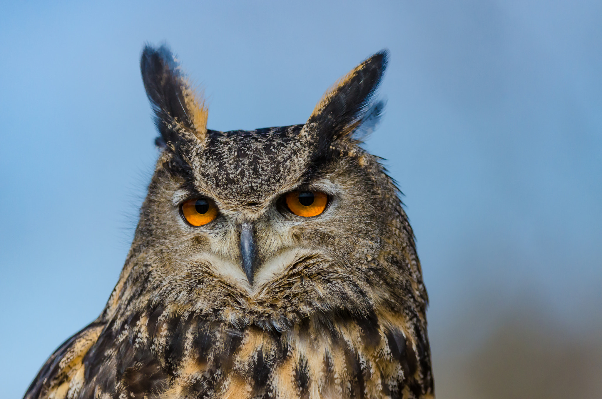 Nikon AF-S Nikkor 200-400mm F4G ED-IF VR sample photo. Great horned owl ii (captive) photography