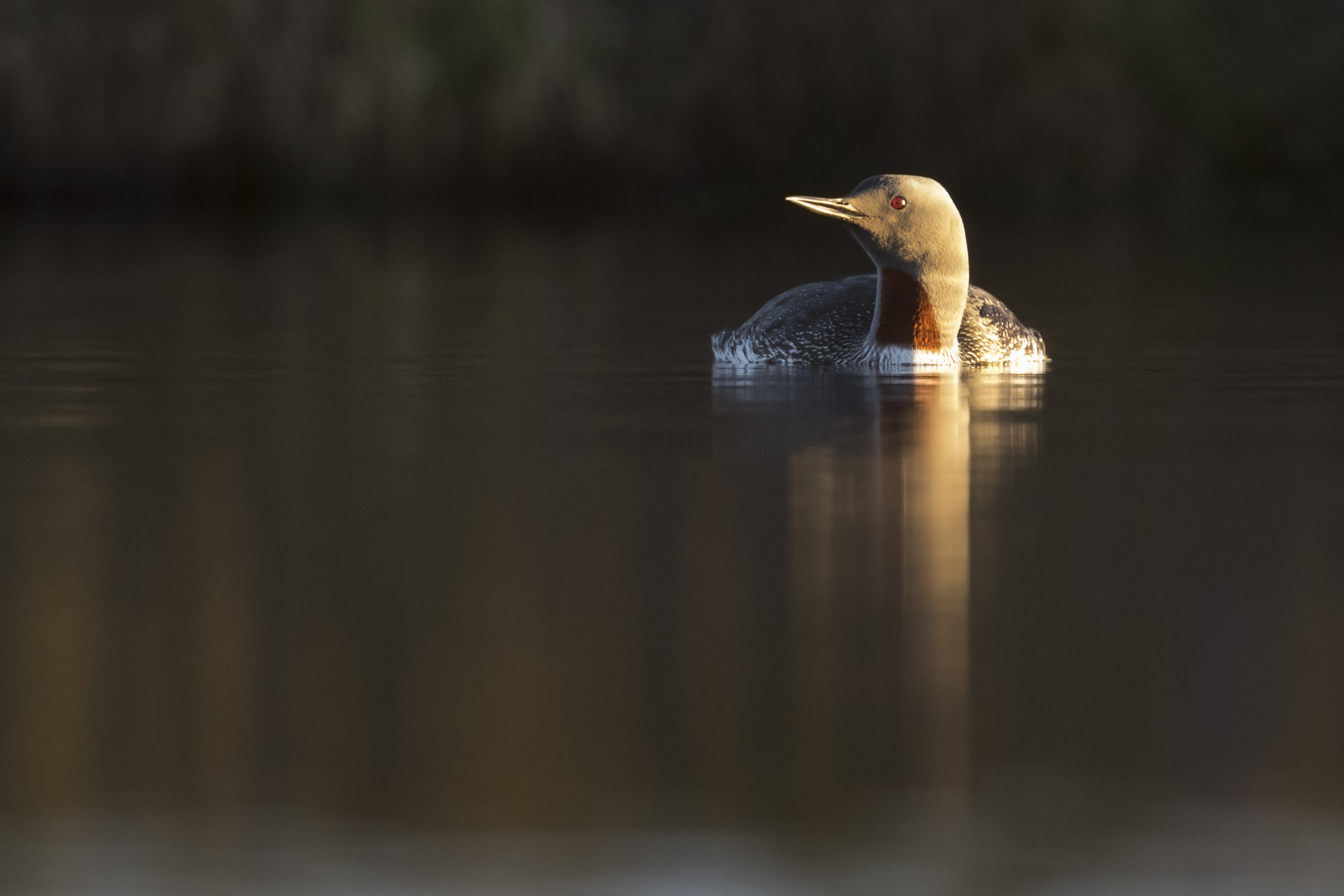 Canon EF 300mm F2.8L IS II USM sample photo. Red-throated loon in sunset photography