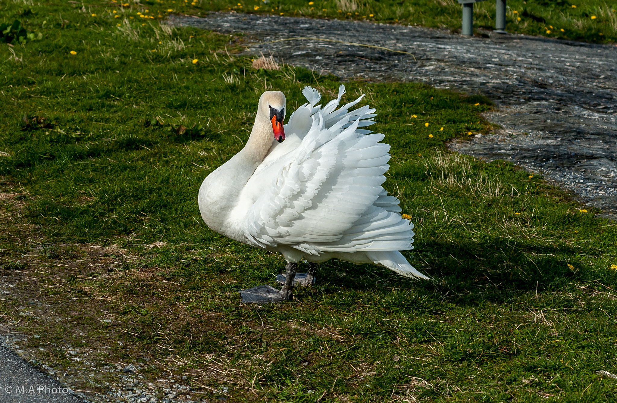 Nikon D3 + Nikon AF Micro-Nikkor 60mm F2.8D sample photo. Swan photography