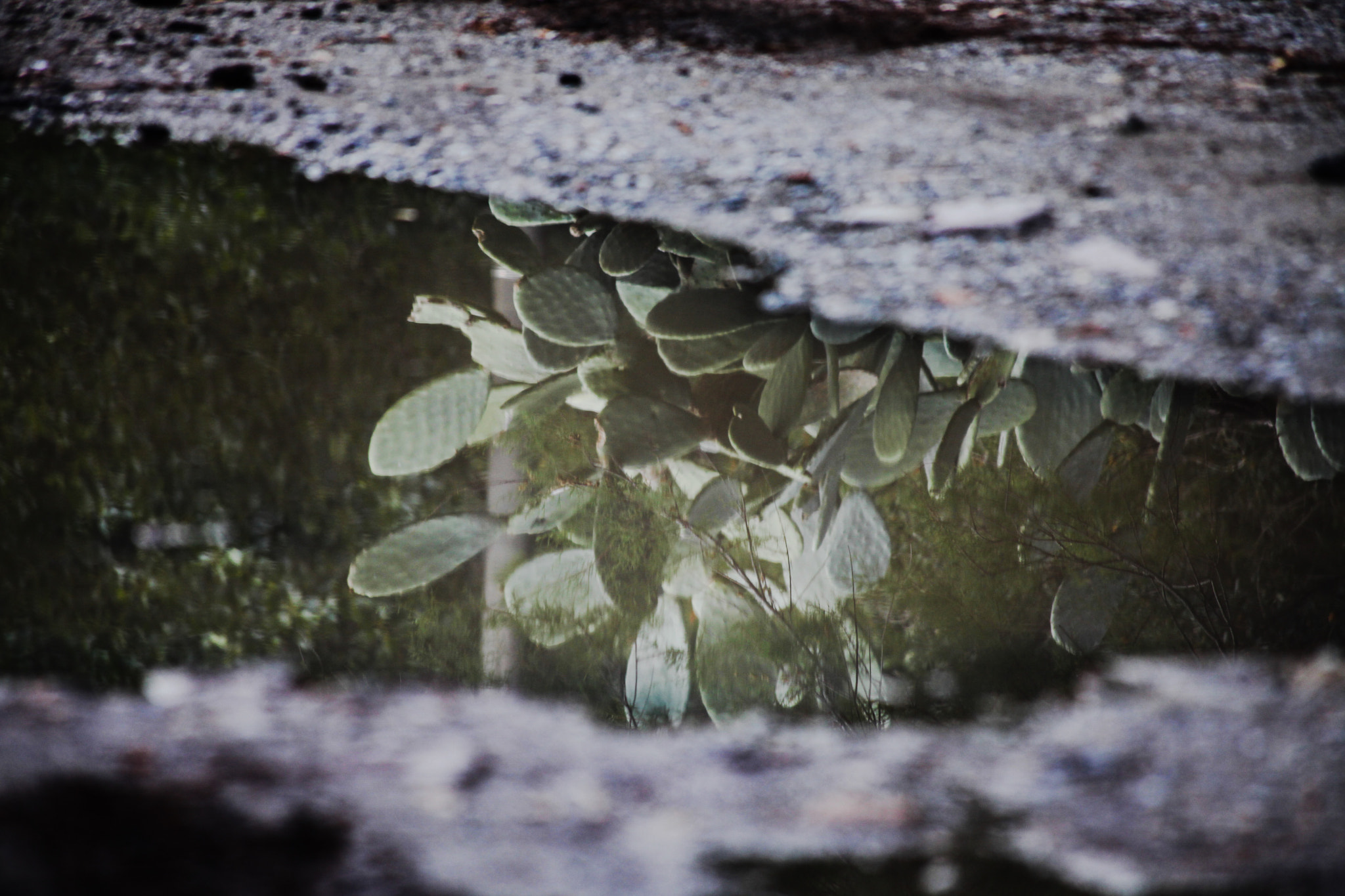 Canon EF 70-300mm F4-5.6 IS USM sample photo. Puddle photography