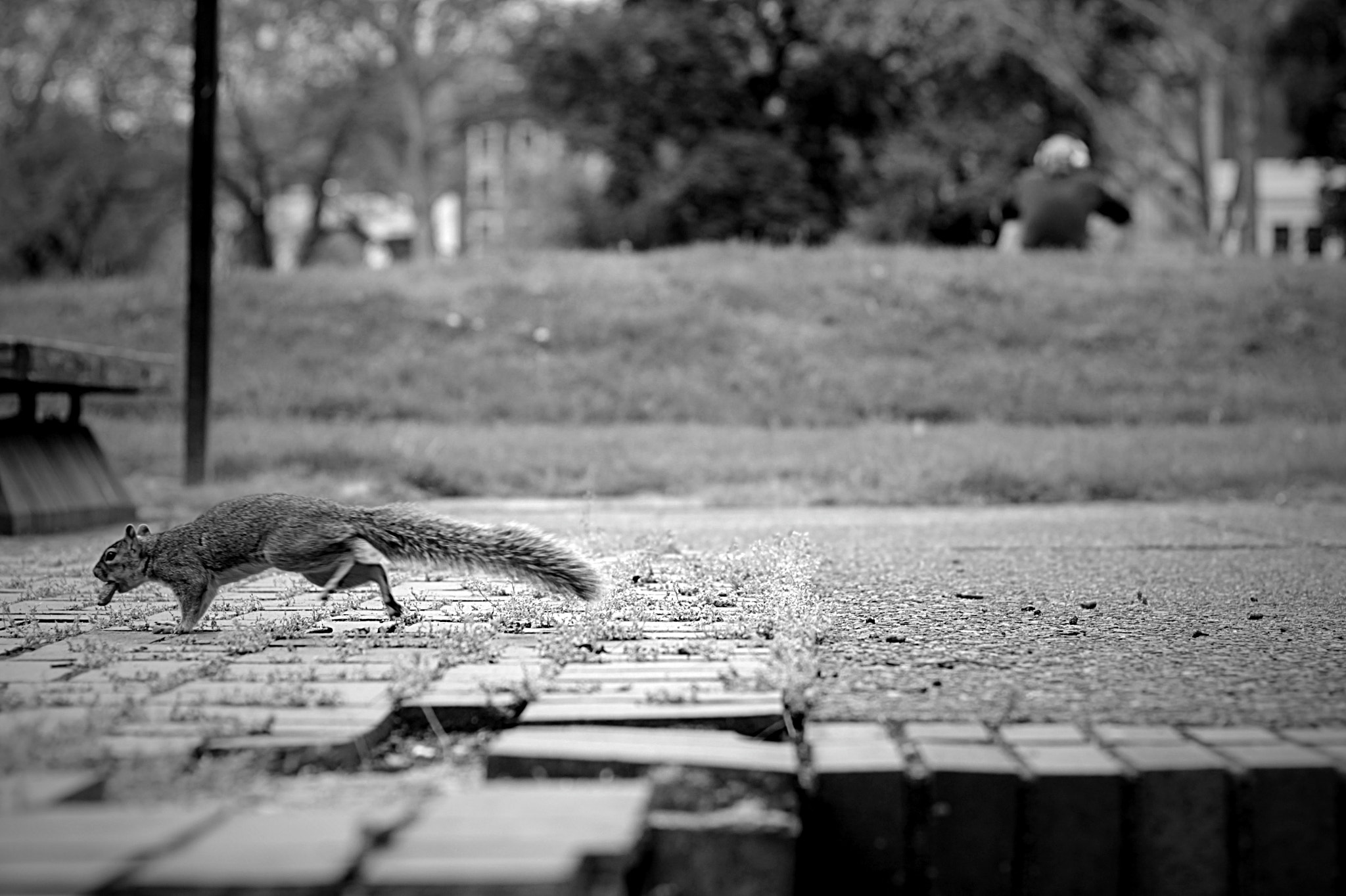 Canon EOS 550D (EOS Rebel T2i / EOS Kiss X4) + Canon EF 50mm F1.4 USM sample photo. "hello scrat" photography