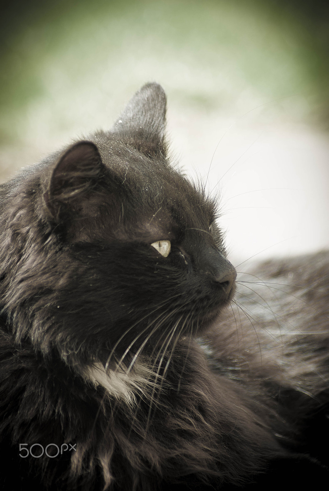 Tamron AF 70-300mm F4-5.6 Di LD Macro sample photo. Flash i photography