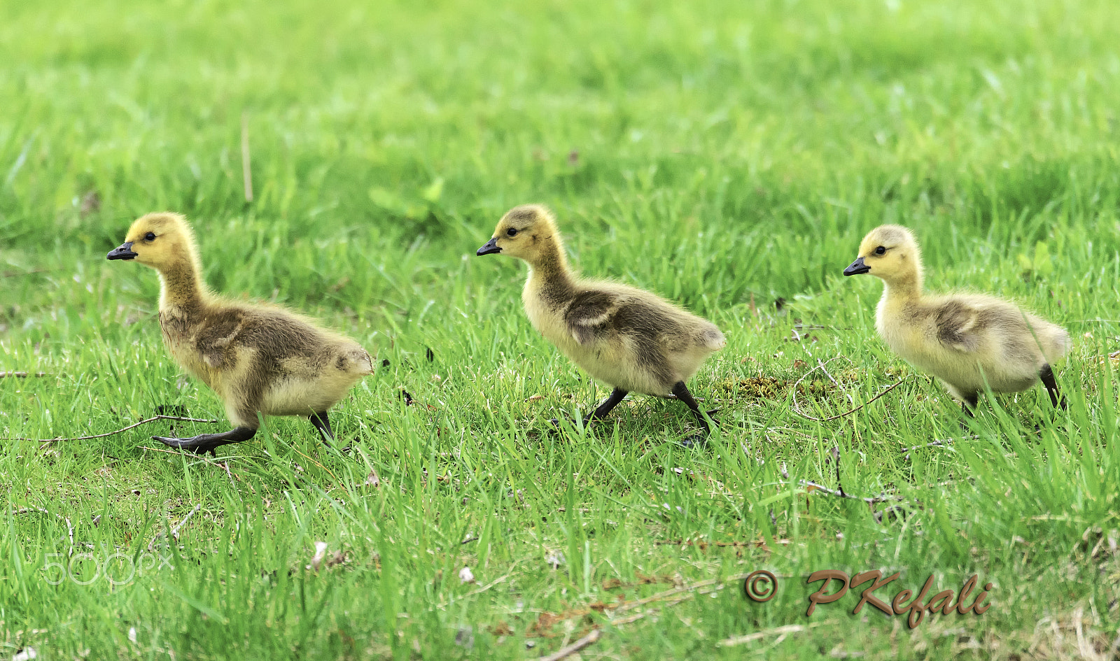 Nikon D600 sample photo. Walk this way..... photography