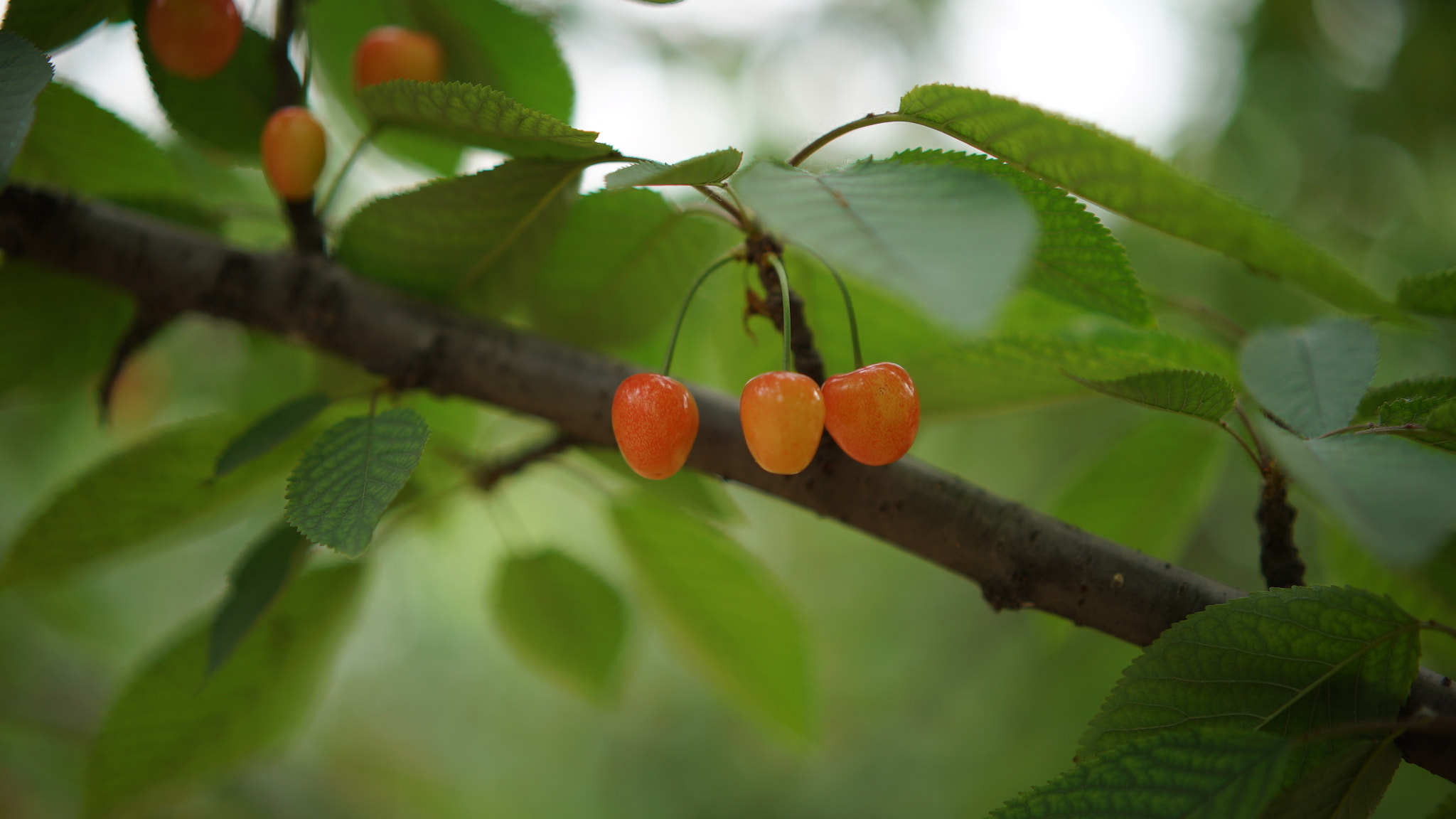 Sony a7S + Sony Sonnar T* FE 55mm F1.8 ZA sample photo. Chinese cherry fruit photography