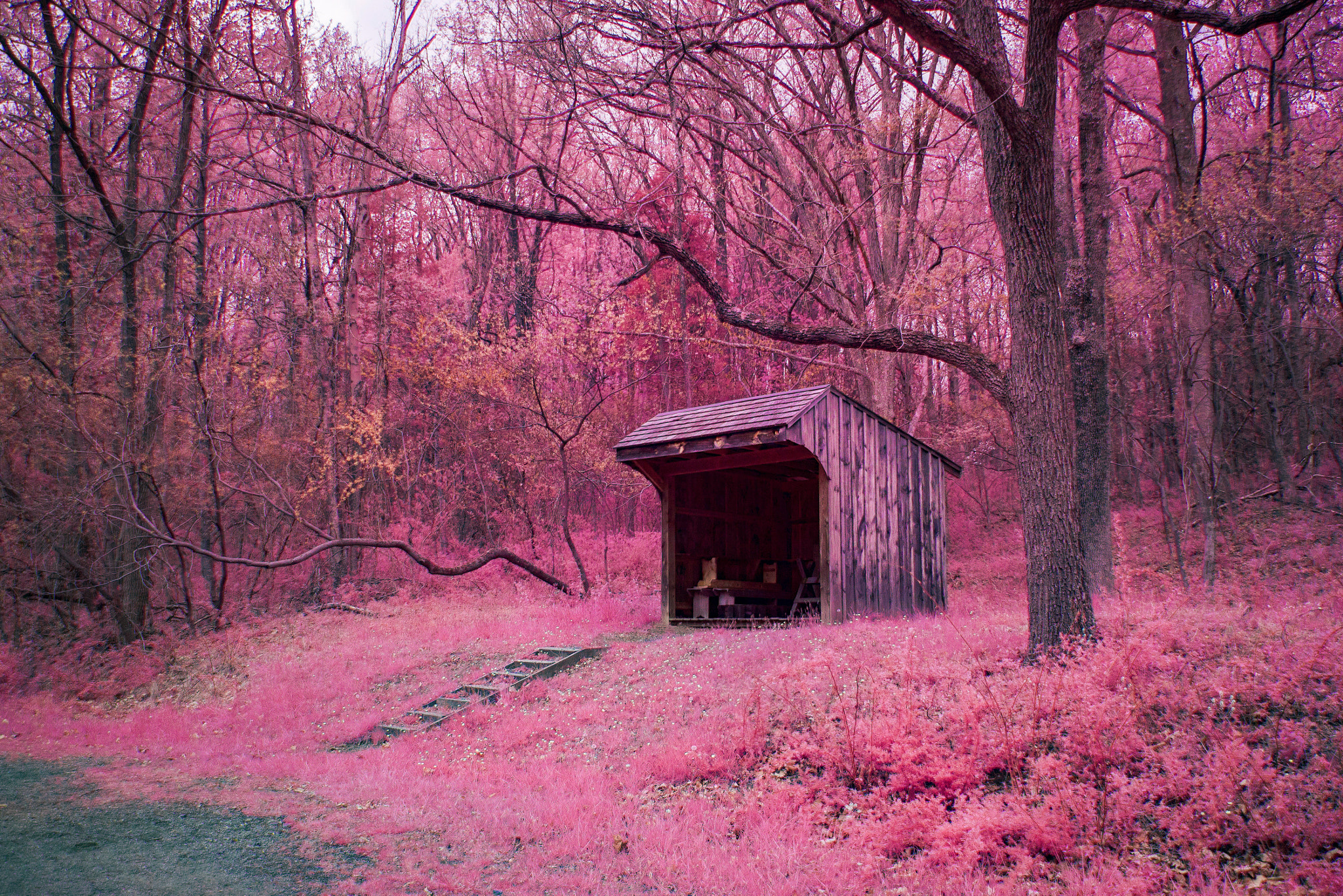 Canon EF-S 18-135mm F3.5-5.6 IS STM sample photo. Pink shed photography