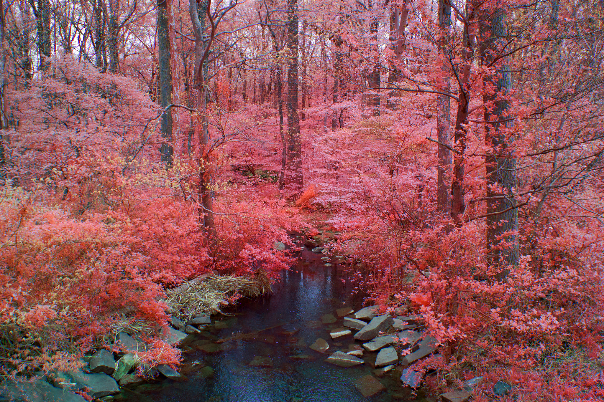 Canon EF-S 18-135mm F3.5-5.6 IS STM sample photo. Enchanted stream photography
