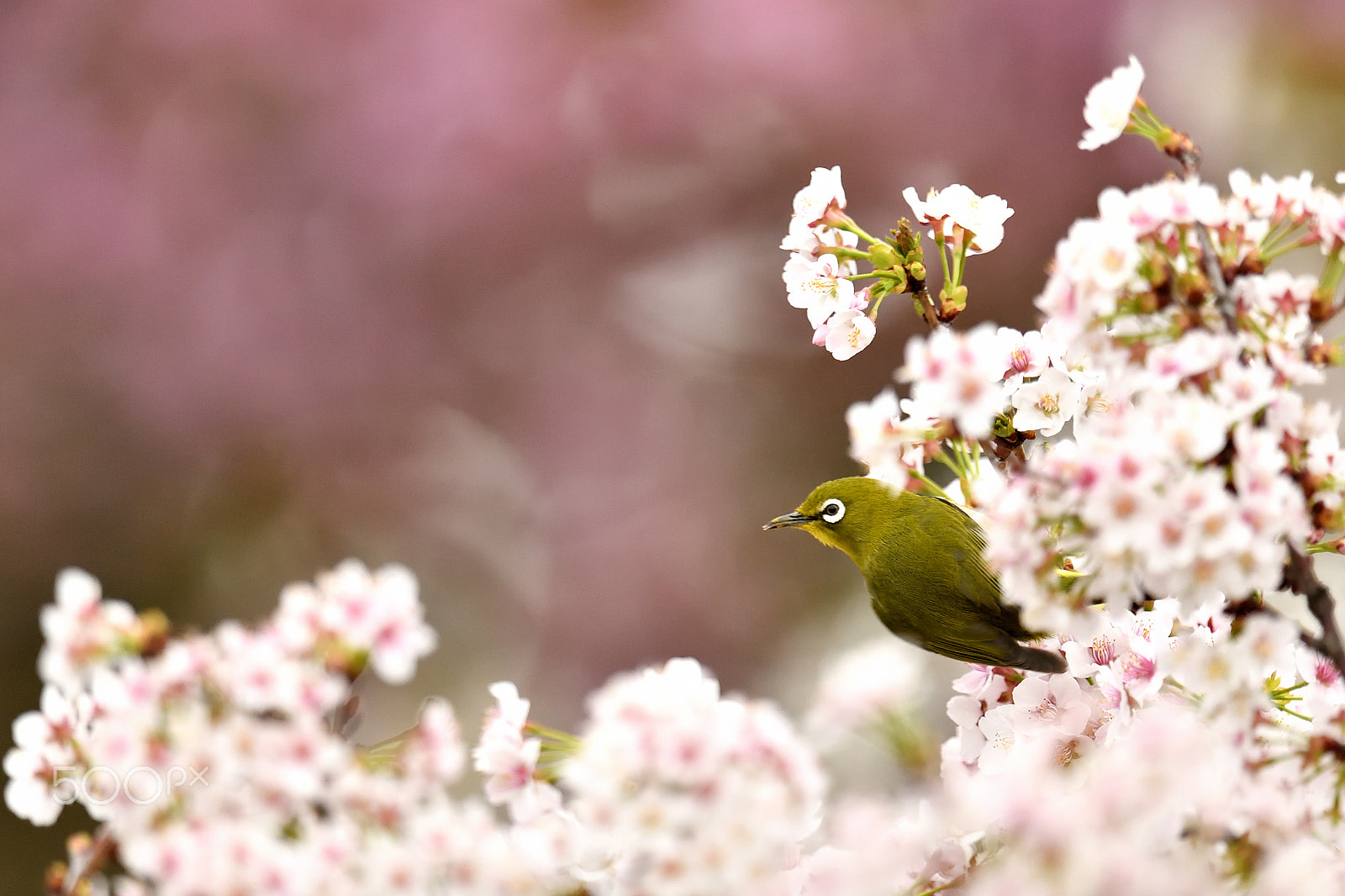 Nikon D5 + Nikon AF-S Nikkor 600mm F4G ED VR sample photo. A cherry tree and japanese white-eye photography