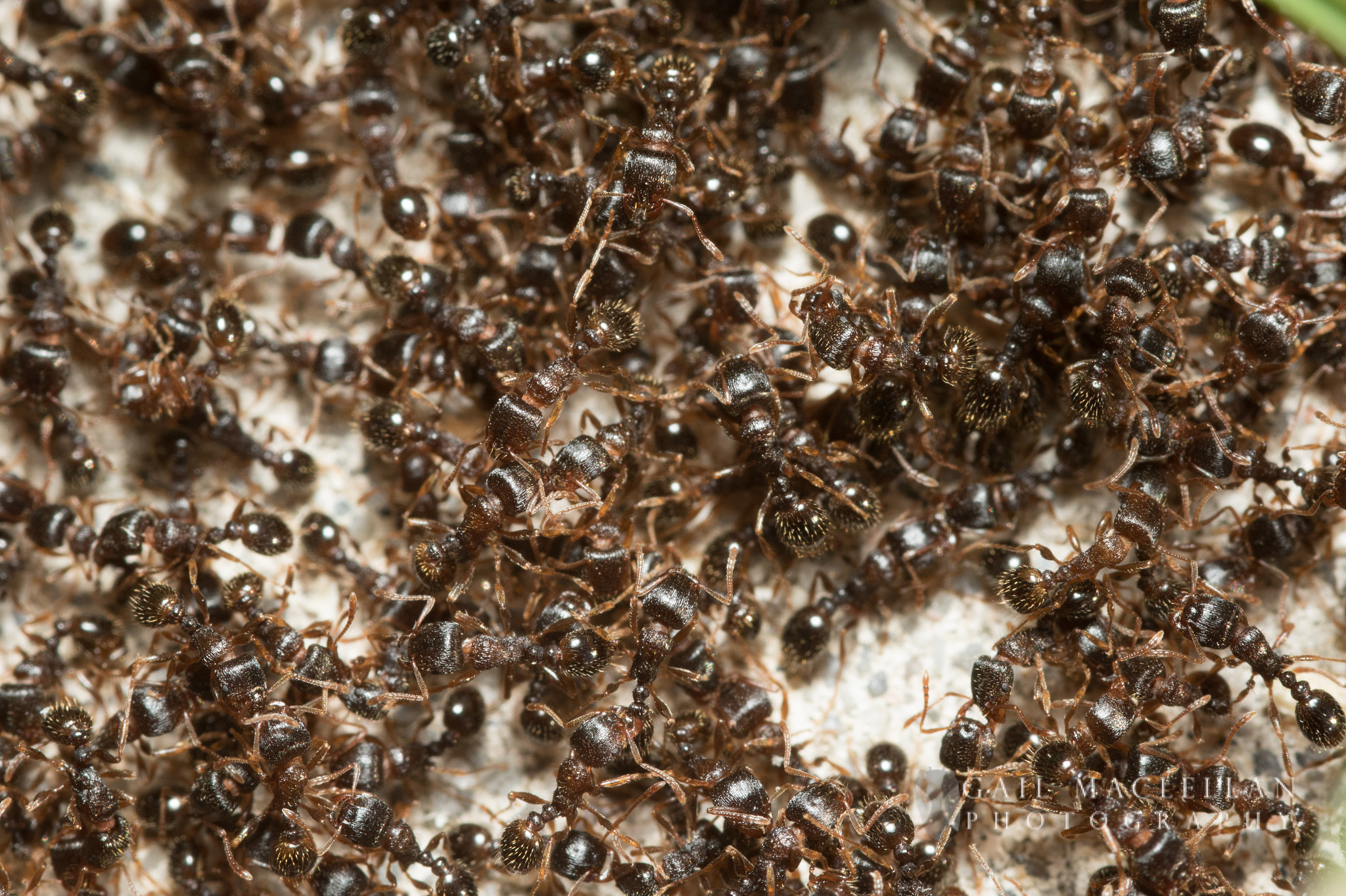 Sigma 105mm F2.8 EX DG Macro sample photo. Pavement ants photography