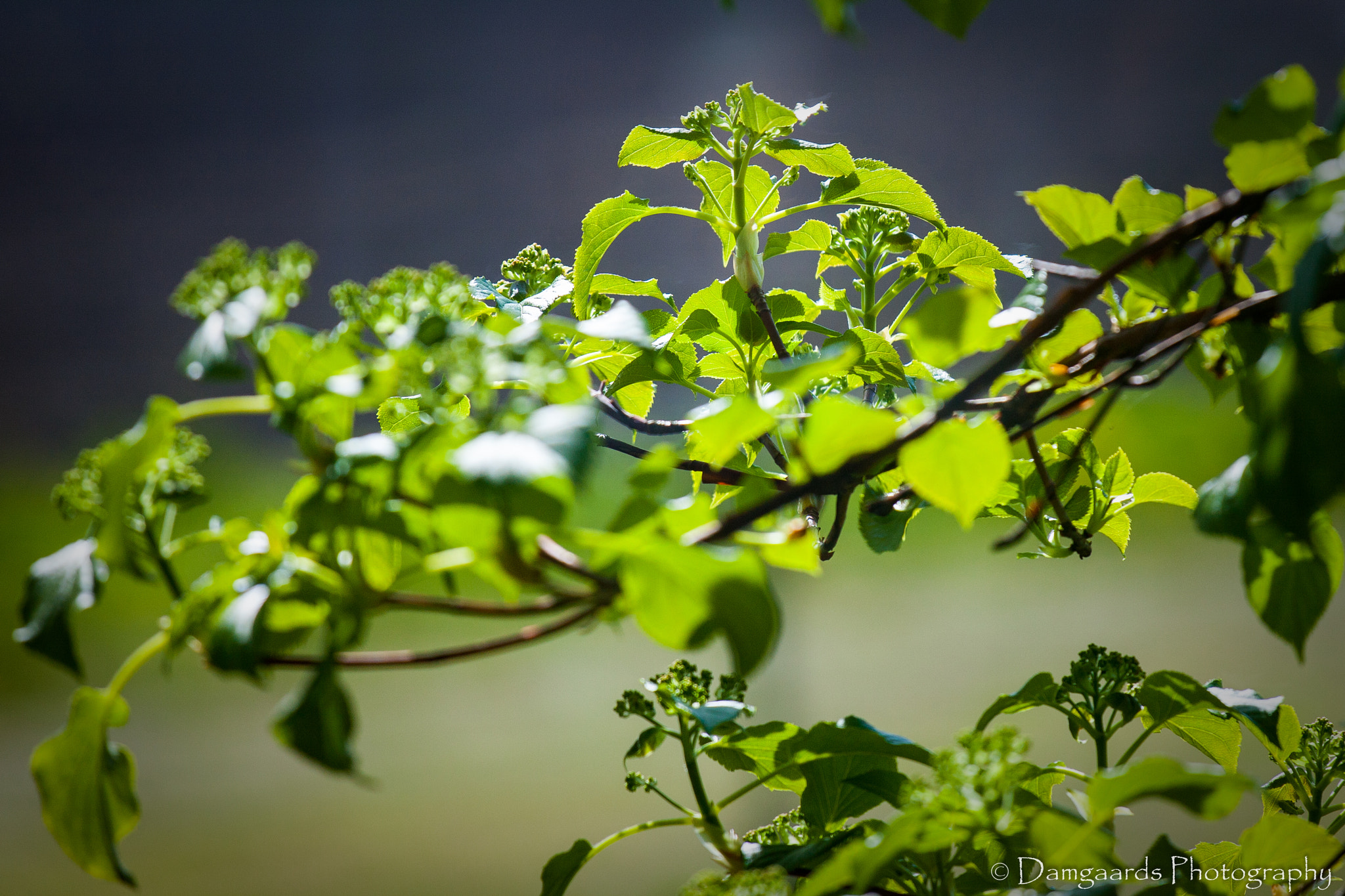Canon EOS-1Ds Mark III sample photo. Summertime photography