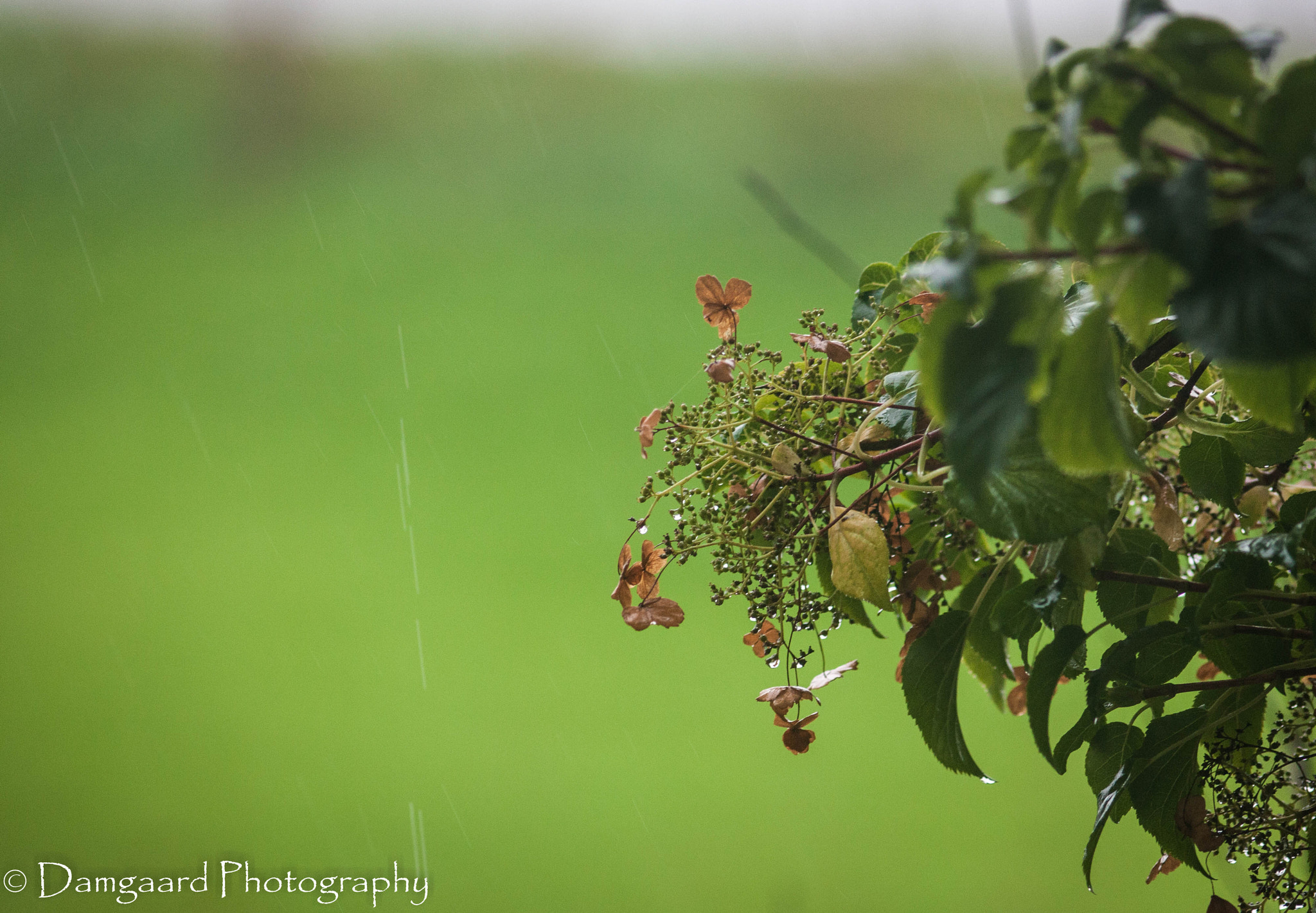 Canon EF 200mm F2.8L II USM sample photo. Rainy day photography