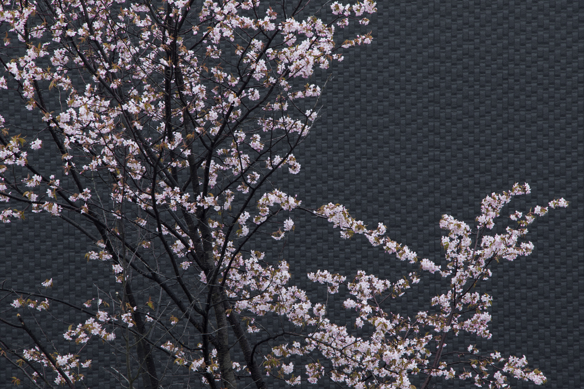 Canon EF-S 18-135mm F3.5-5.6 IS STM sample photo. Sakura photography