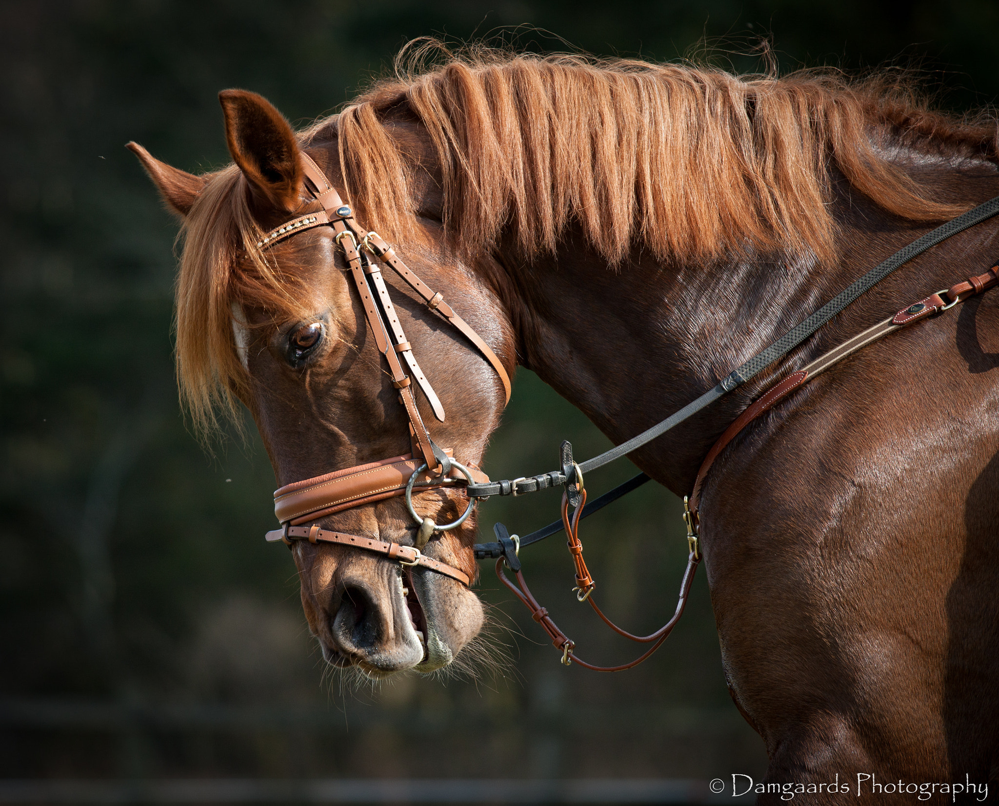 Canon EOS-1Ds Mark III sample photo. 5l0r9500.jpg photography