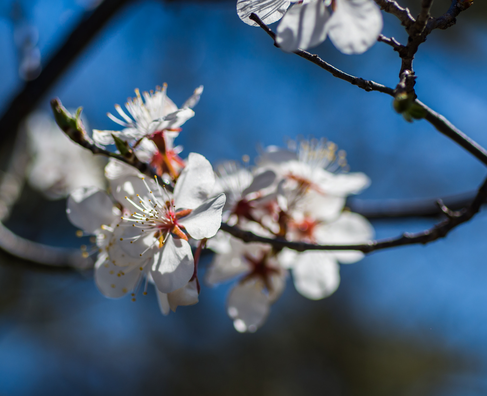 Nikon D7200 + AF Micro-Nikkor 60mm f/2.8 sample photo. Shadbush photography