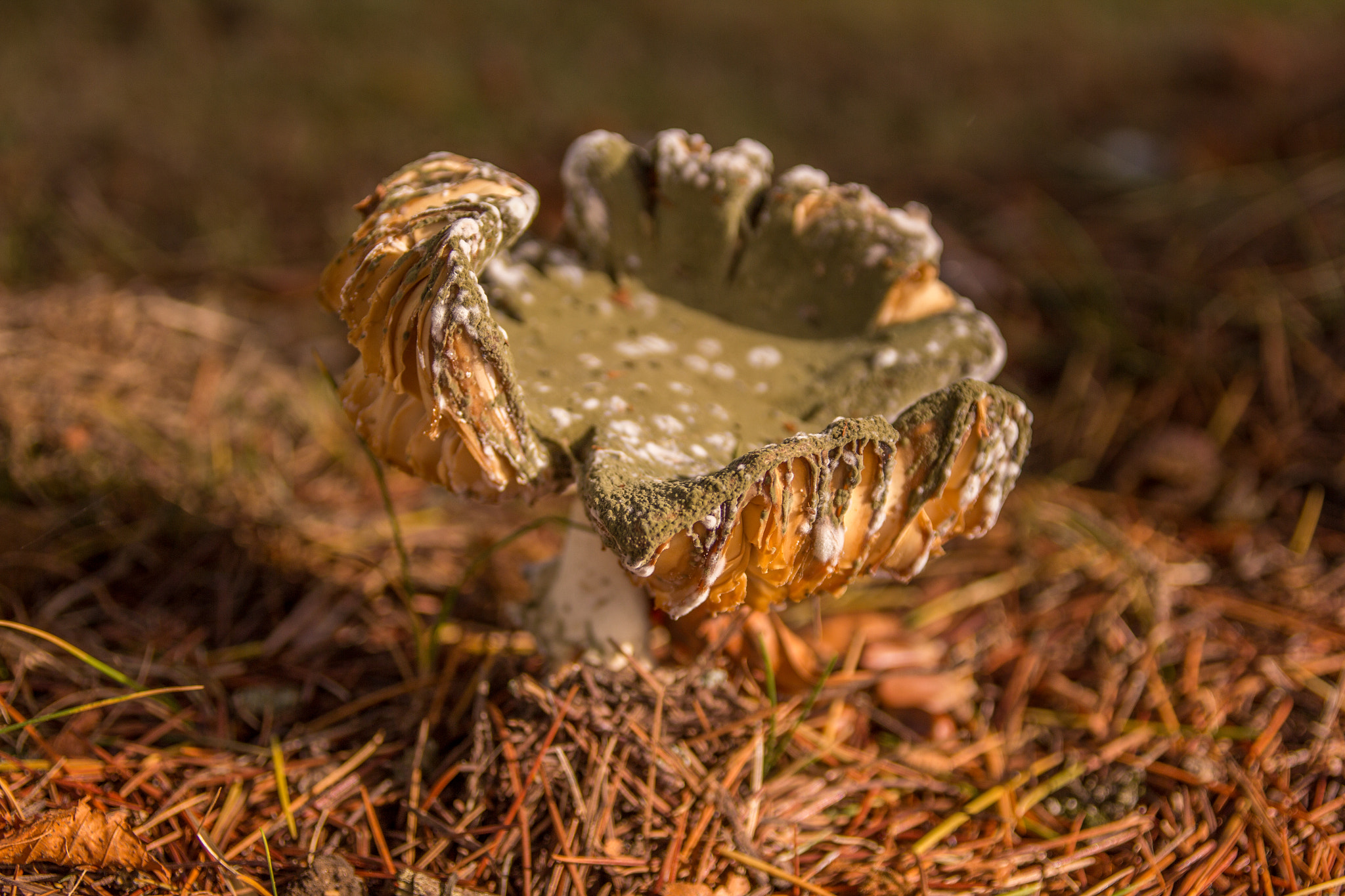 Sigma 17-70mm F2.8-4 DC Macro OS HSM sample photo. Fungus fading photography
