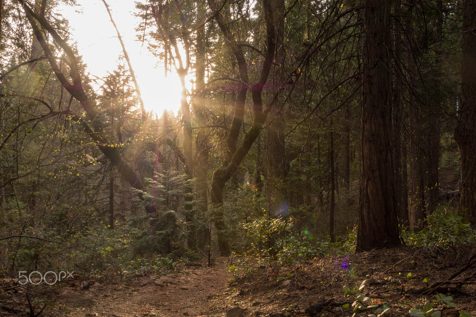 Nikon 1 V2 sample photo. Big tree sun set photography
