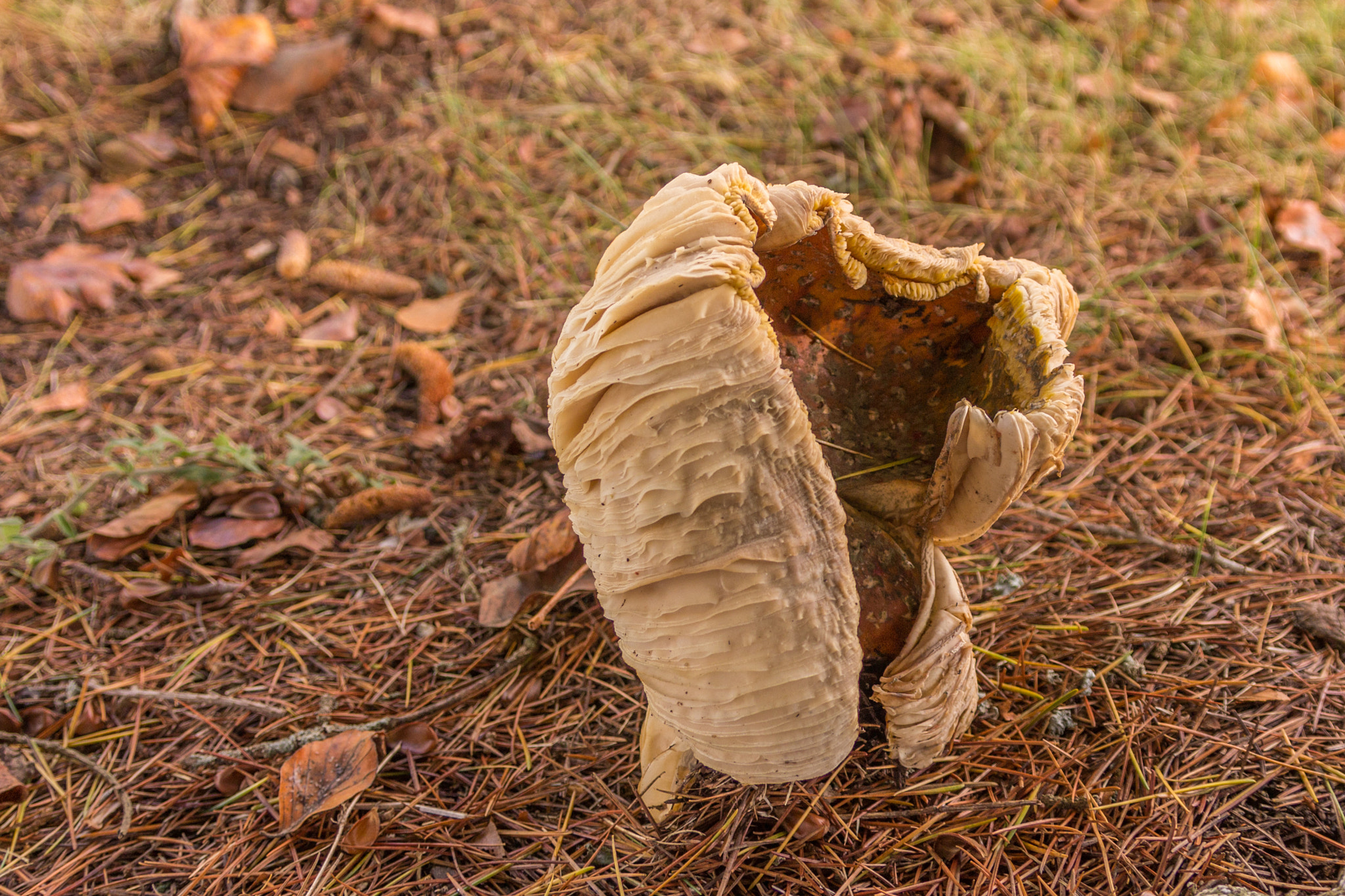 Sigma 17-70mm F2.8-4 DC Macro OS HSM sample photo. Tortured fungi photography