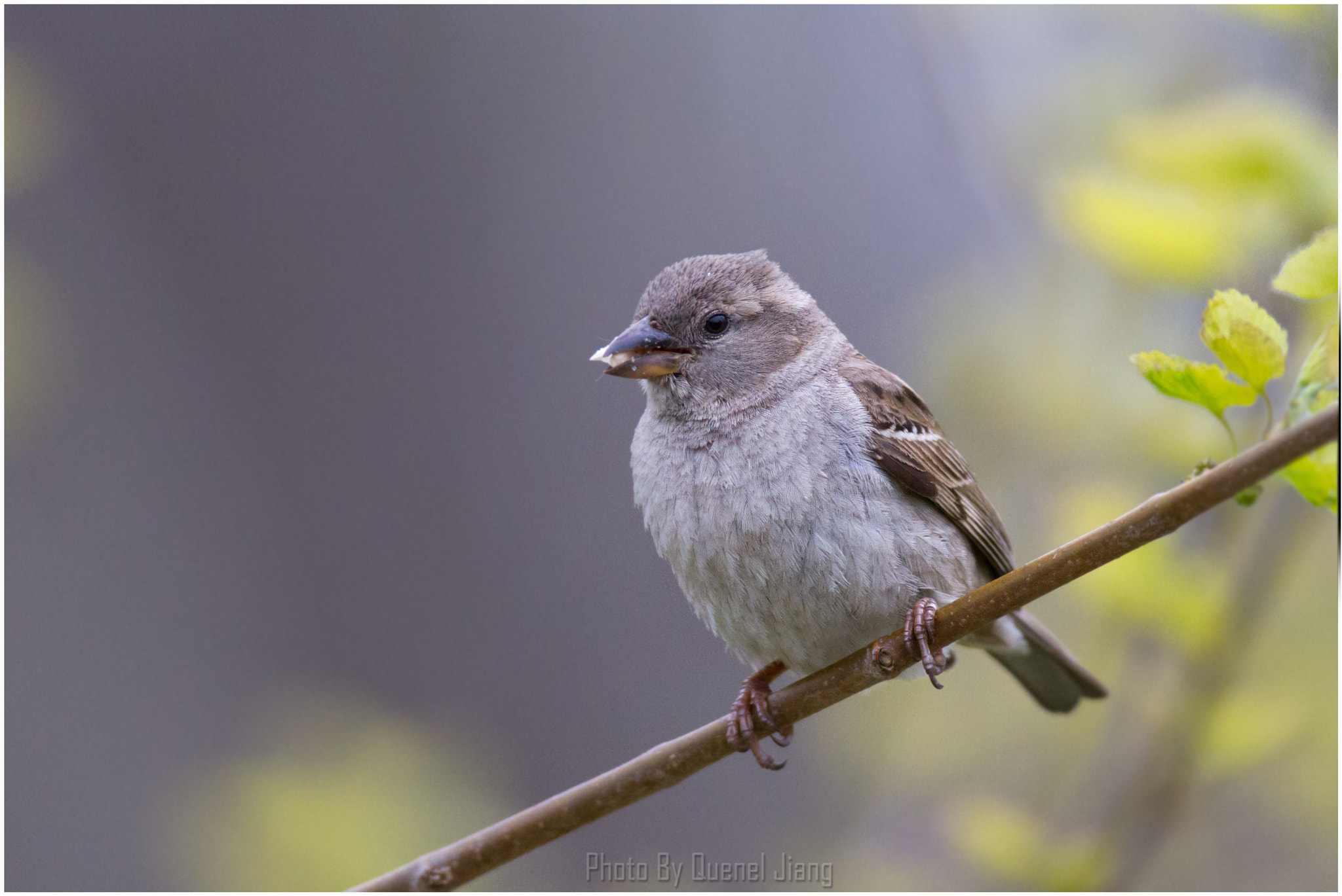 Canon EOS 7D + Canon EF 600mm f/4L IS sample photo. Sparrow photography