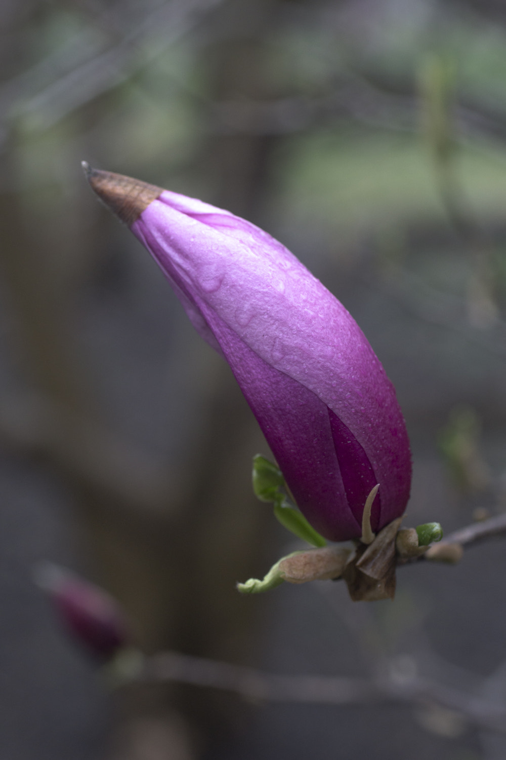 Sony a6000 + Canon EF 50mm F2.5 Macro sample photo. The daily percyscope 028 photography