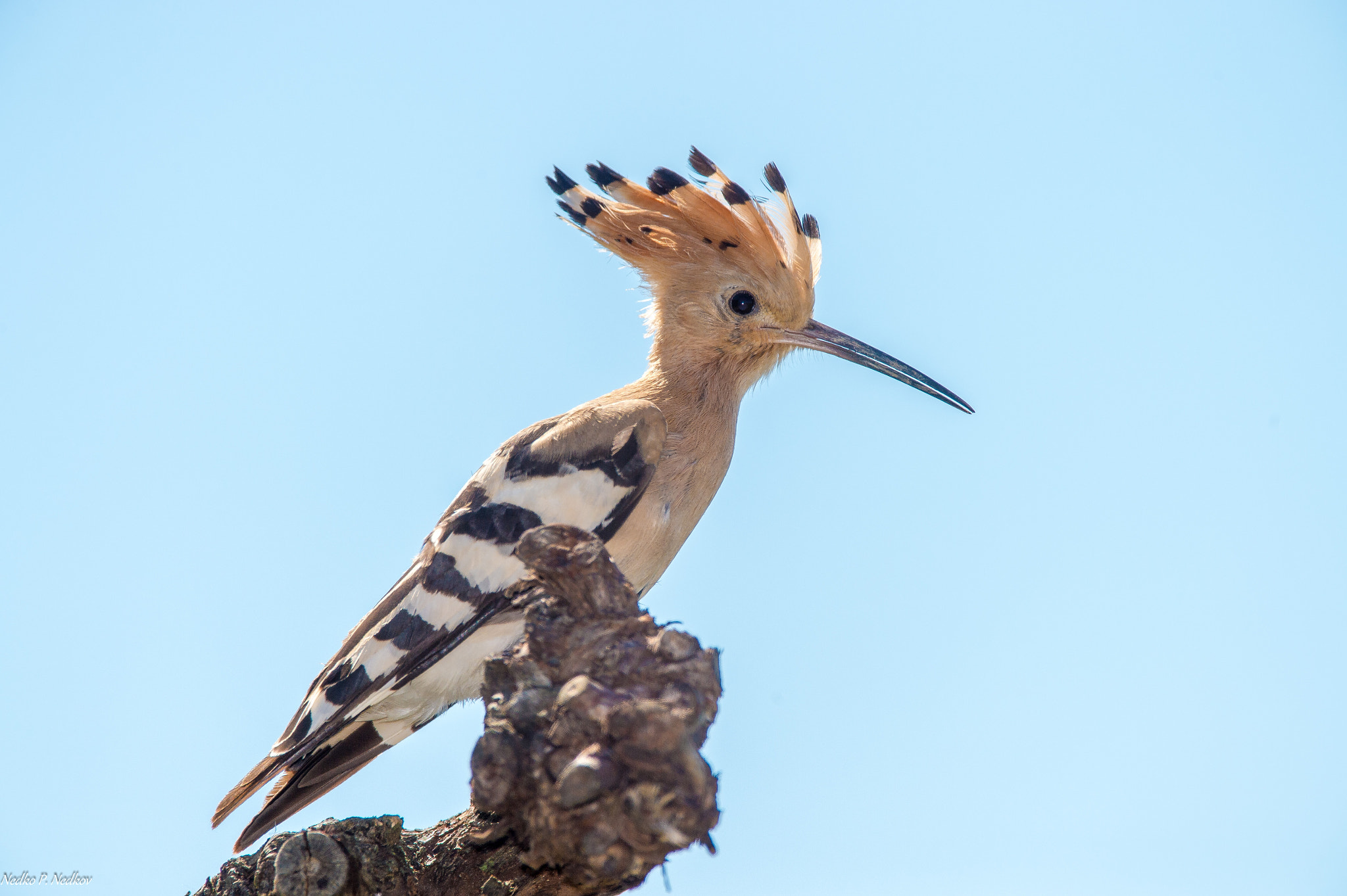 Nikon D4S sample photo. The hoopoe photography
