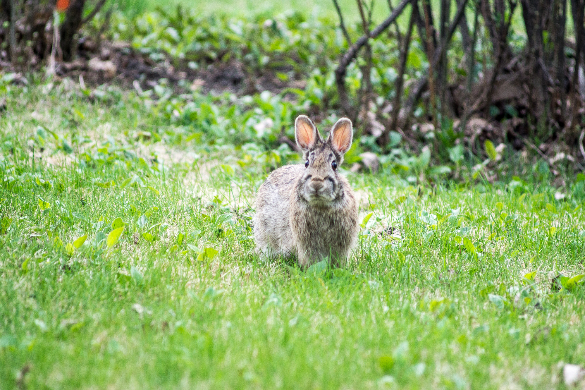 Minolta AF 100-200mm F4.5 sample photo. Bunneh! photography