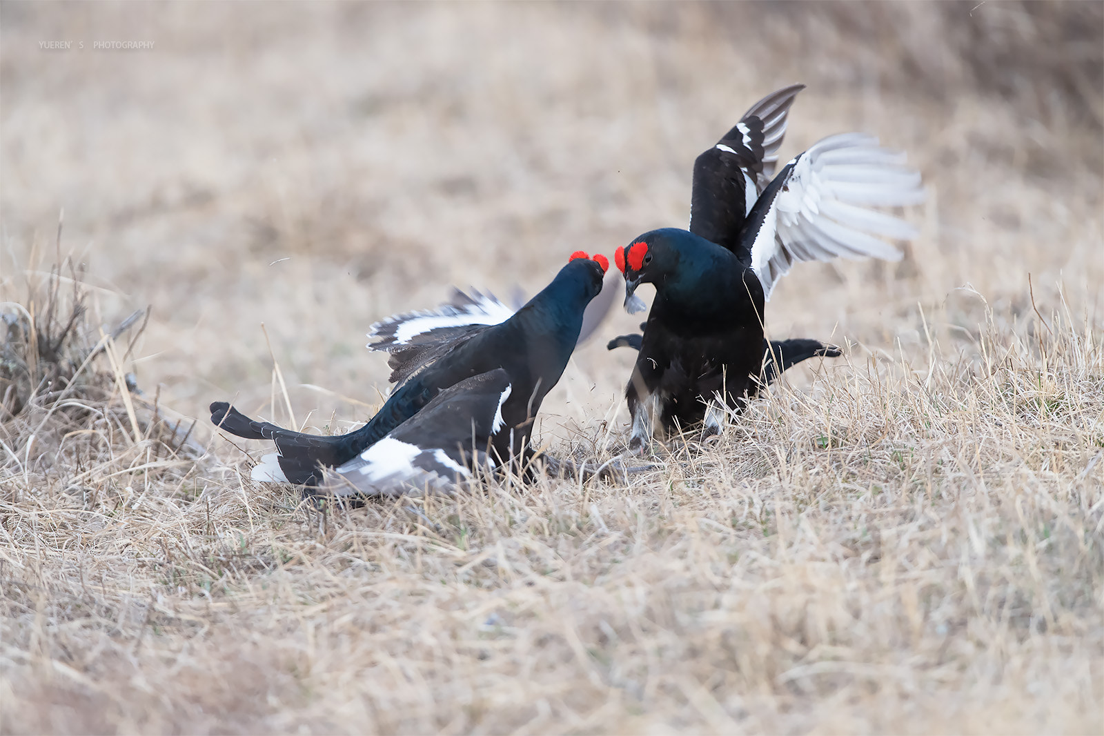 Nikon D5 + Nikon AF-S Nikkor 600mm F4G ED VR sample photo. 黑琴鸡争雄 photography
