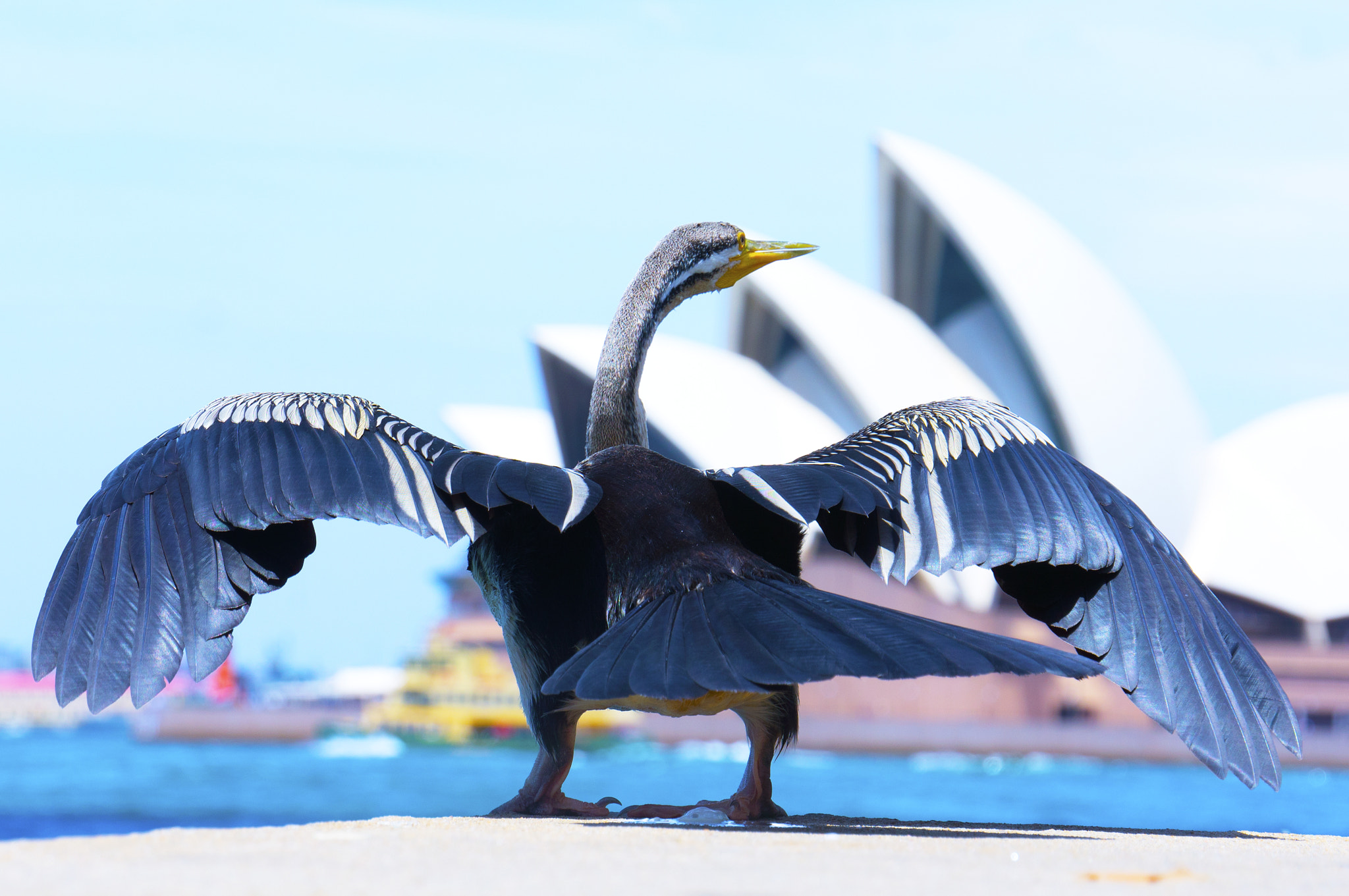 Sony E 18-200mm F3.5-6.3 OSS sample photo. Opera house wings photography