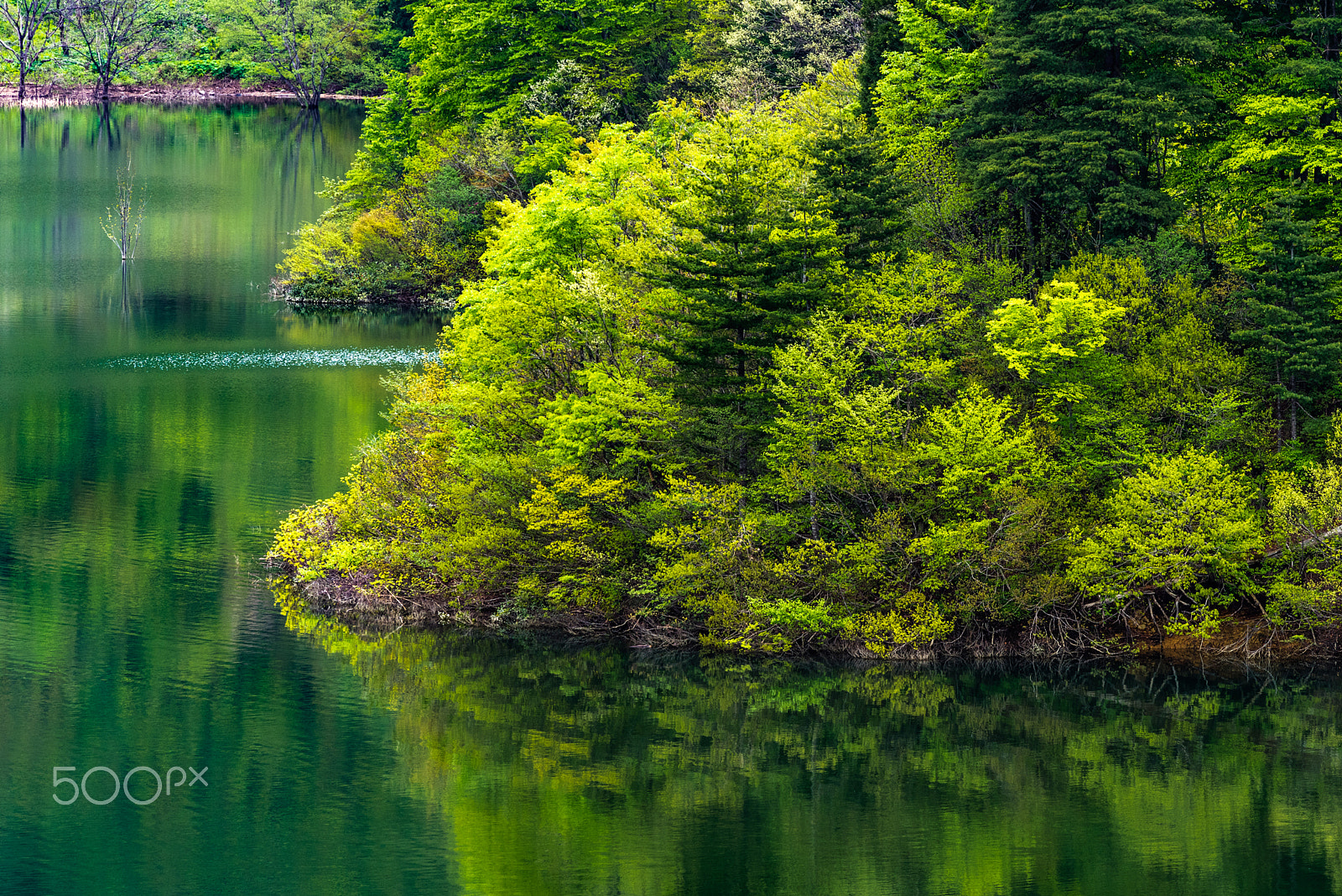 Pentax K-1 sample photo. Deep green photography